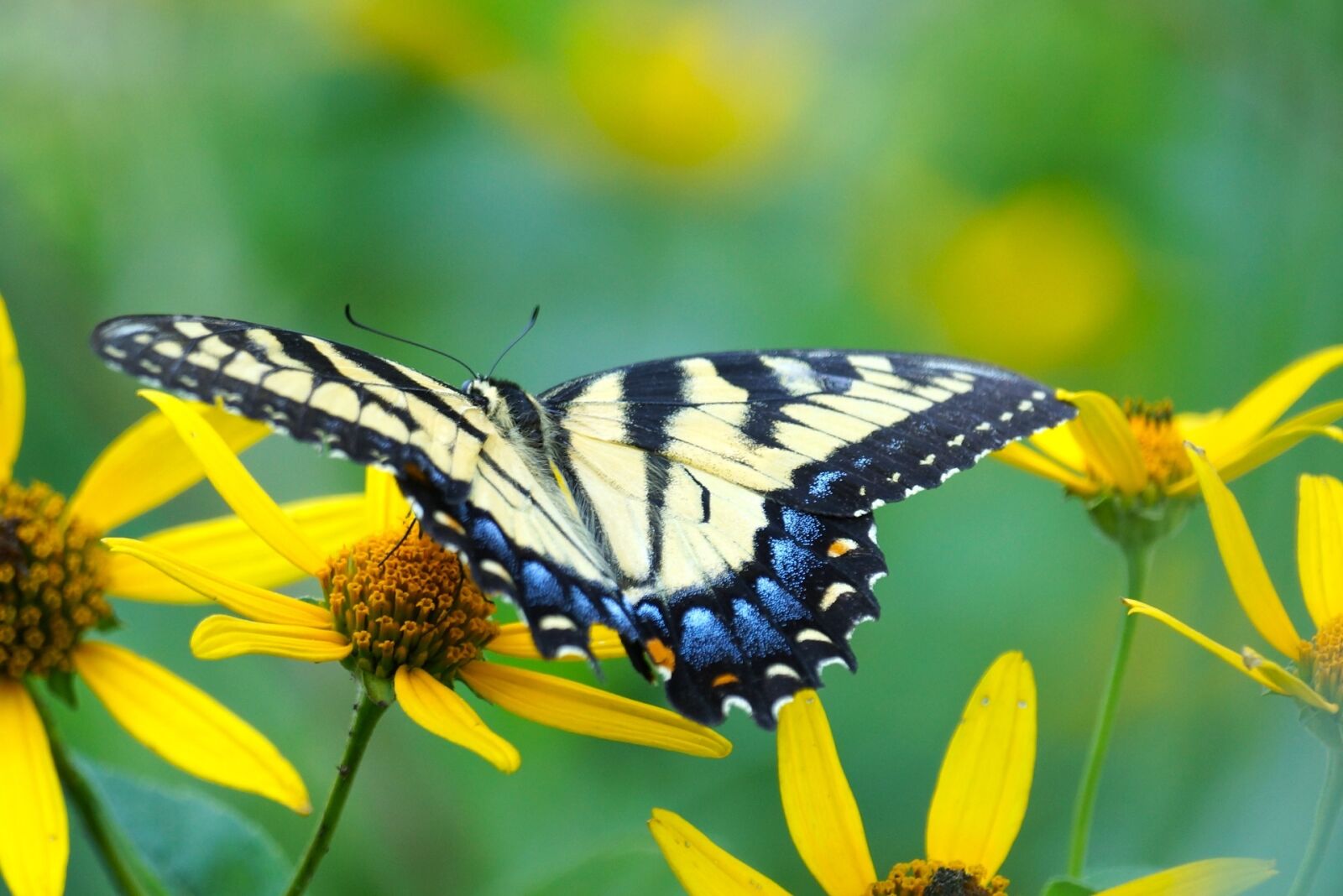Sony SLT-A77 sample photo. Butterfly, flower, wildlife photography