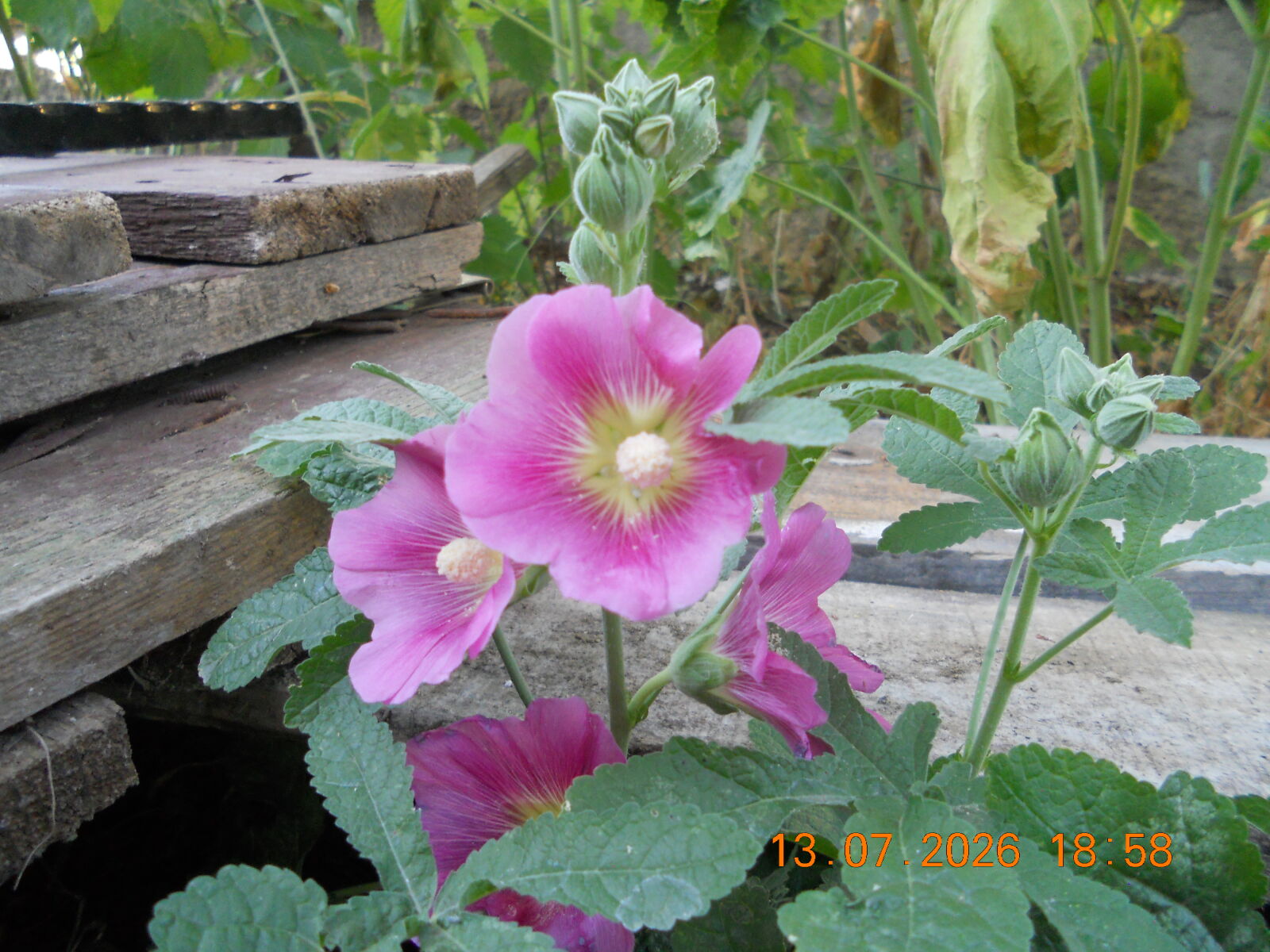 Nikon COOLPIX S2500 sample photo