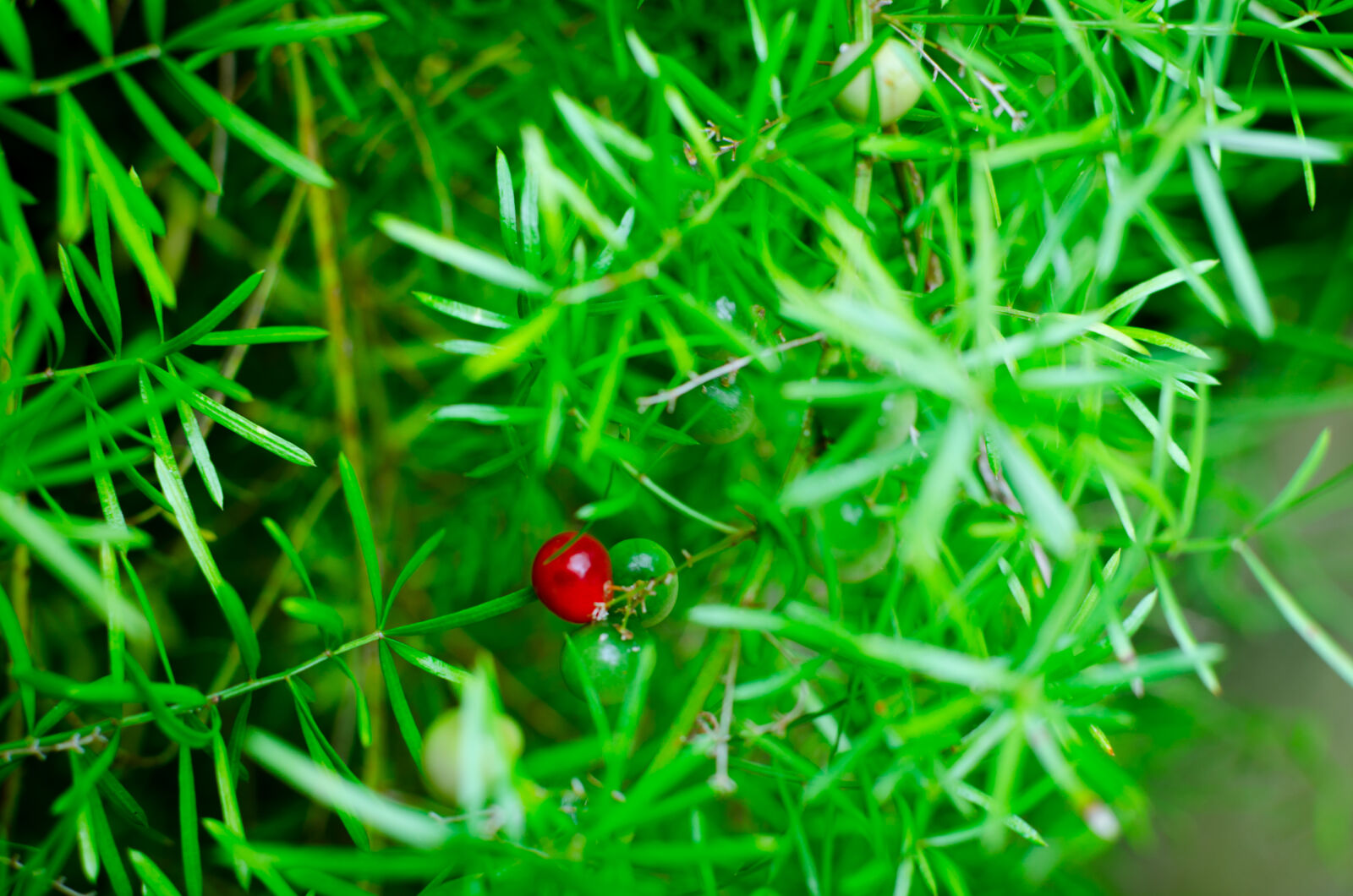 Nikon D5100 + Nikon AF-S DX Nikkor 35mm F1.8G sample photo. Green, plants, red photography