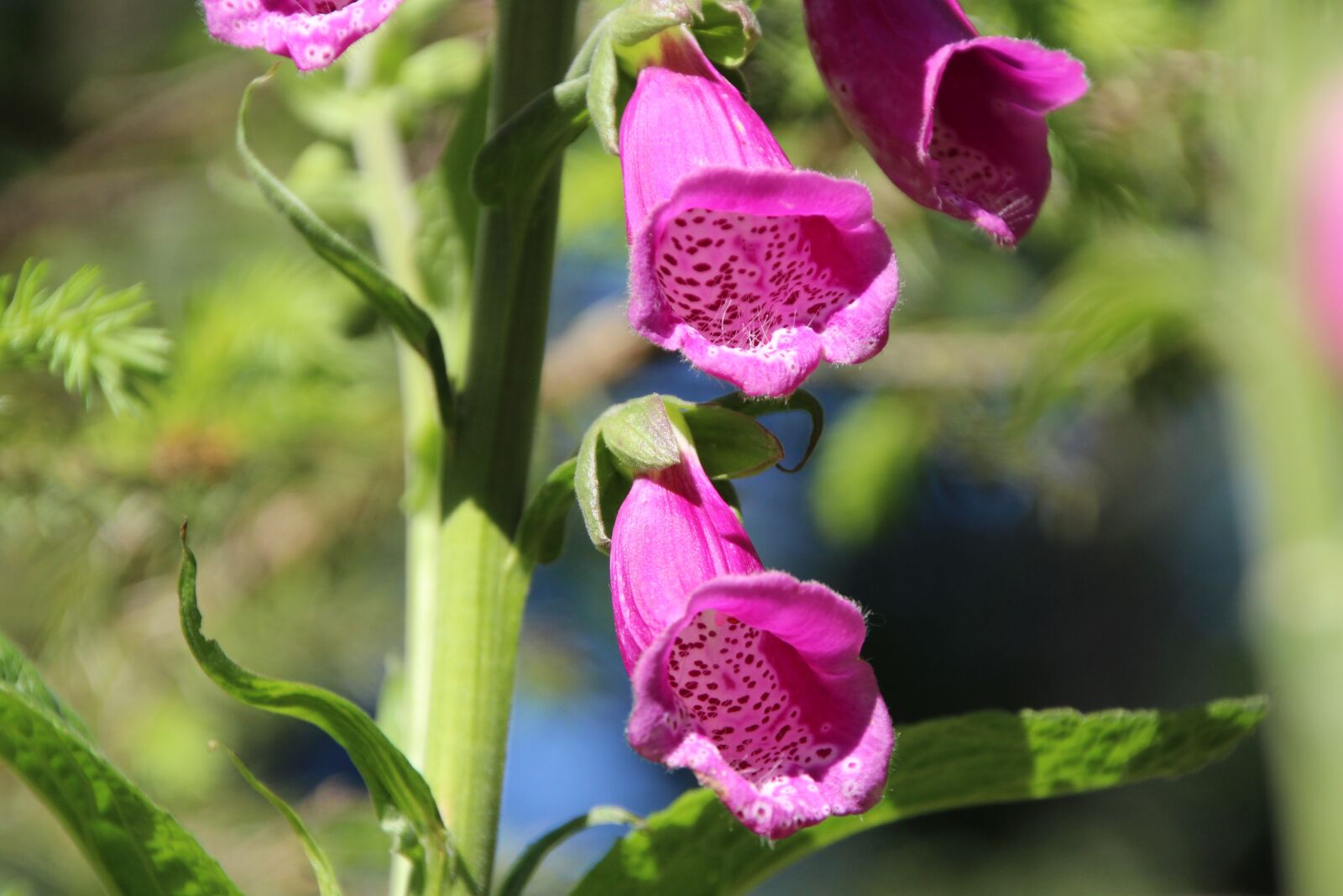 Canon EOS 1200D (EOS Rebel T5 / EOS Kiss X70 / EOS Hi) sample photo. Thimble, common foxglove, poisonous photography
