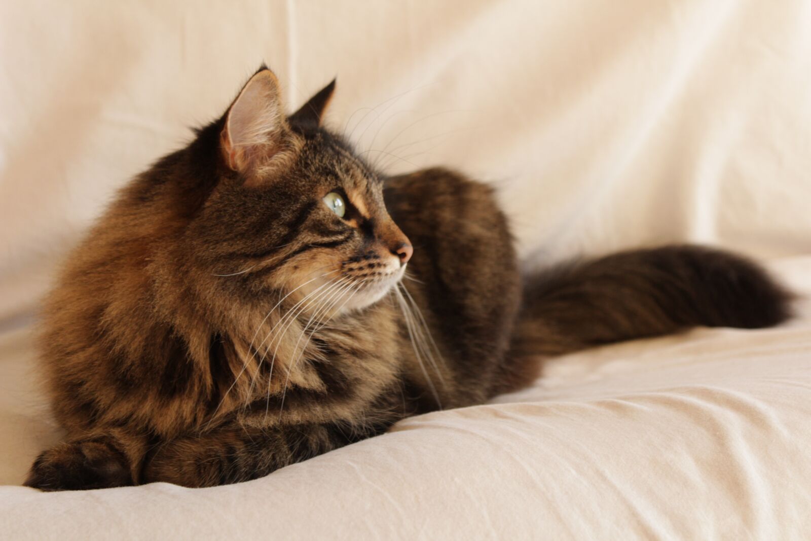 Canon EOS 1200D (EOS Rebel T5 / EOS Kiss X70 / EOS Hi) sample photo. Cozy, cat, sleep photography