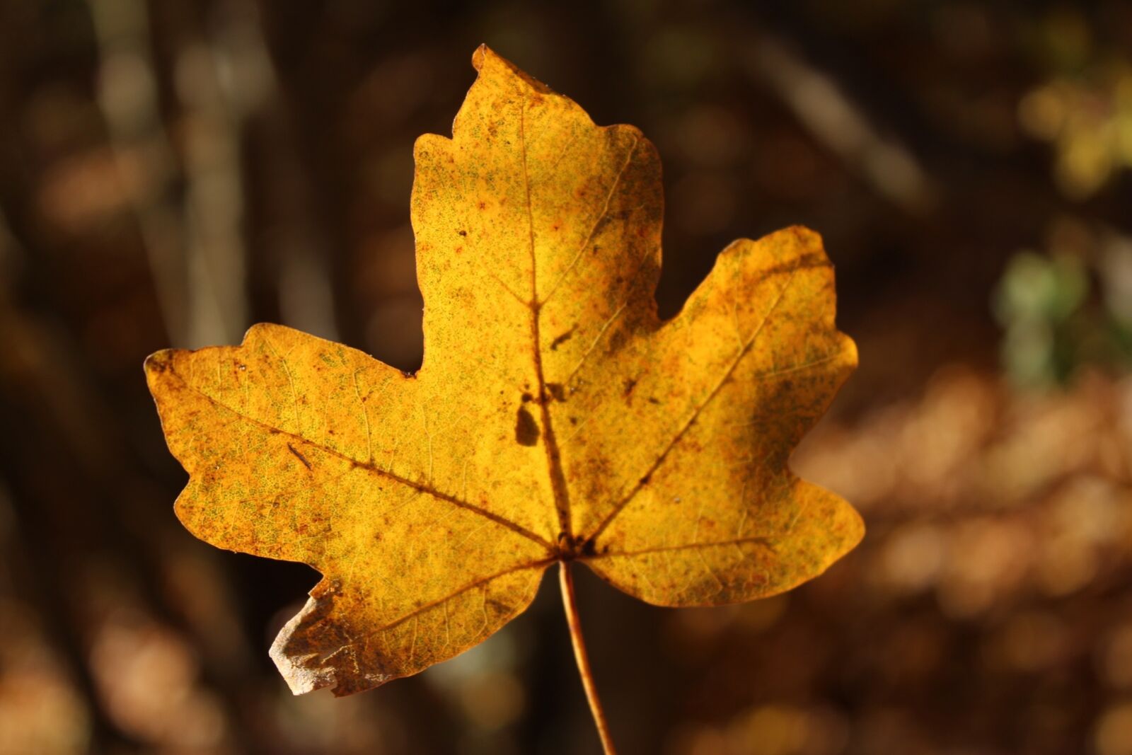 Canon EOS 1200D (EOS Rebel T5 / EOS Kiss X70 / EOS Hi) sample photo. Autumn, leaf, natural photography