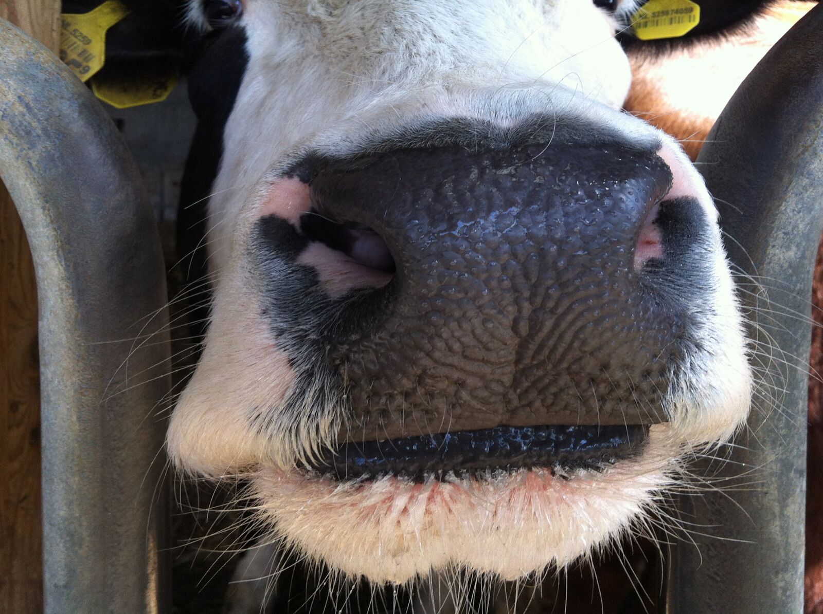 iPhone 4 back camera 3.85mm f/2.8 sample photo. Cow, nose, close photography