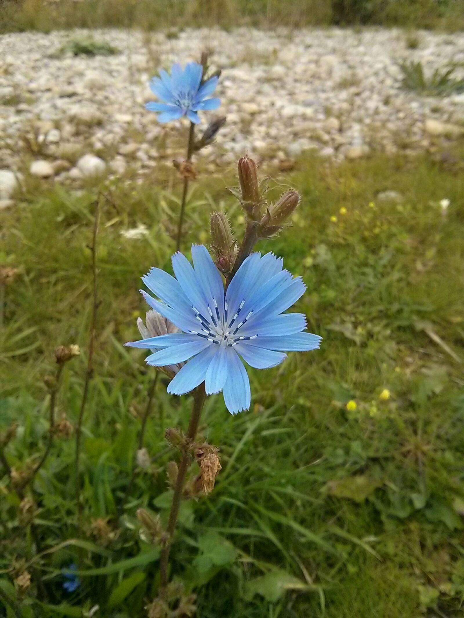 LG Nexus 4 sample photo. Nature, flower, summer photography
