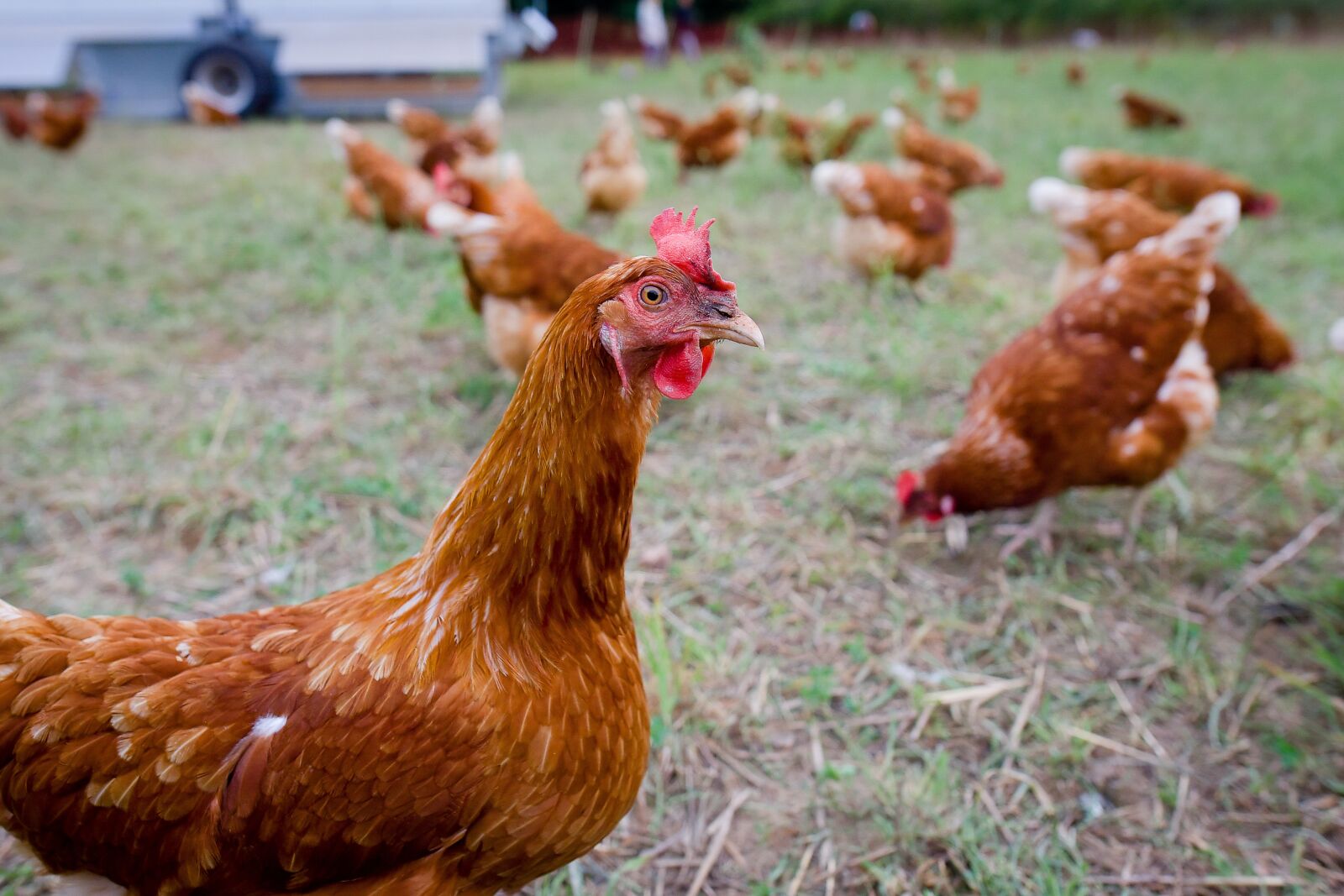 Nikon D750 sample photo. Chicken, chickens, free range photography