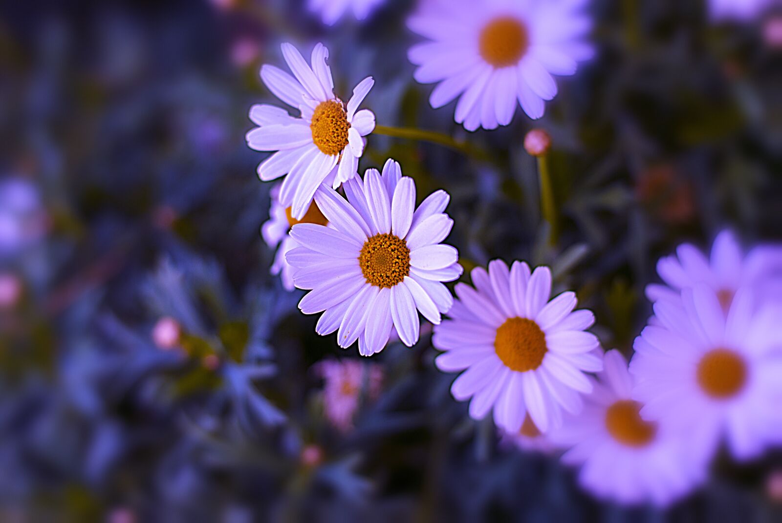 Nikon D60 sample photo. Flower, nature, spring photography
