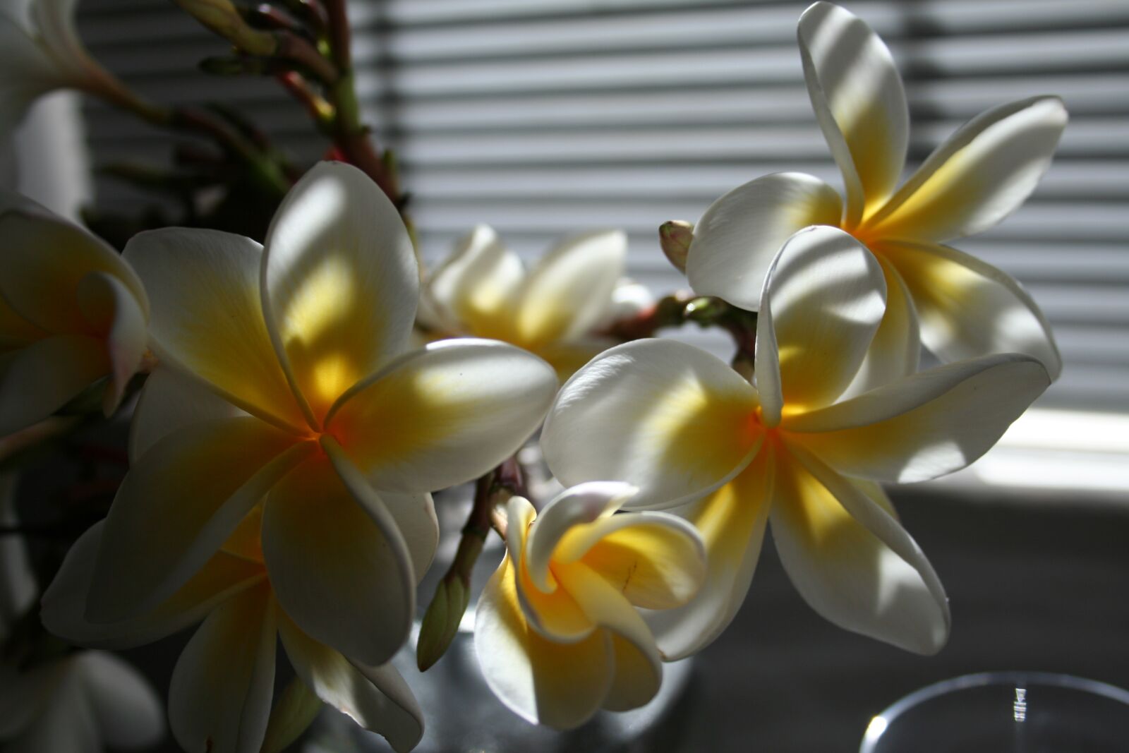 Canon EOS 350D (EOS Digital Rebel XT / EOS Kiss Digital N) sample photo. Flower, orchards, display photography