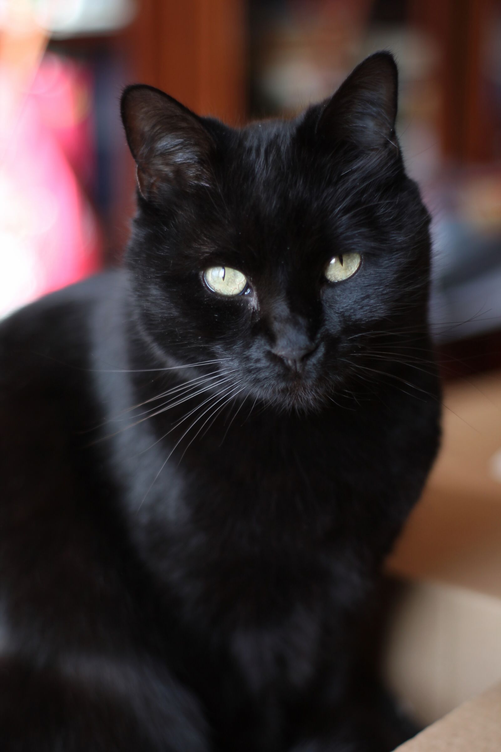 Canon EOS 1100D (EOS Rebel T3 / EOS Kiss X50) sample photo. Cat, black, feline photography