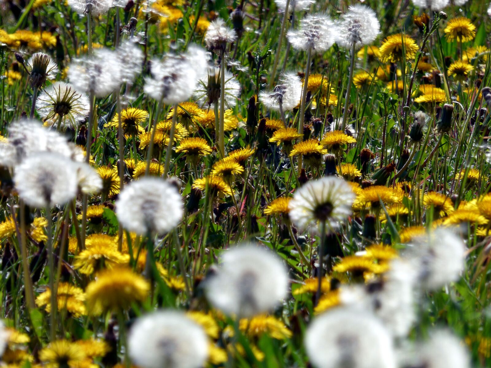 Panasonic DMC-FZ72 sample photo. Flowers, dandelions, field photography