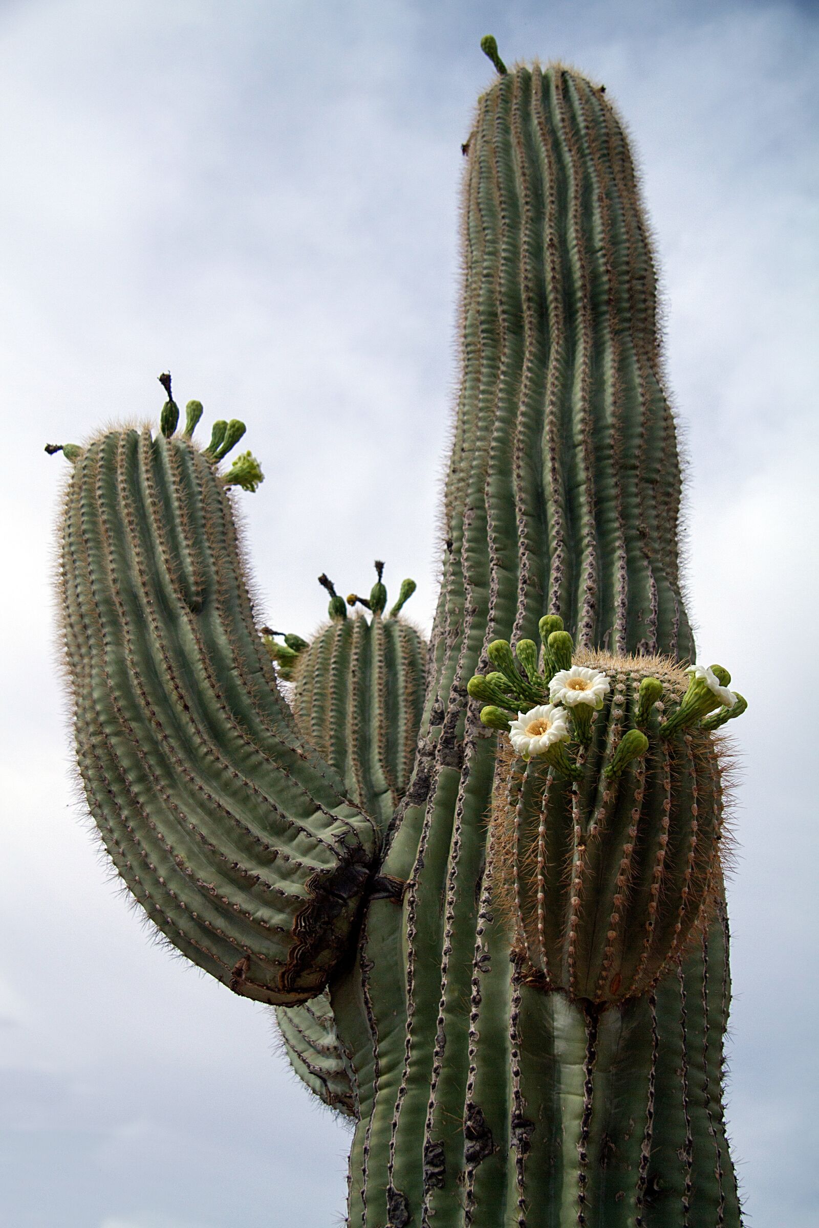 Canon EOS 7D sample photo. Usa, arizona, cactus photography