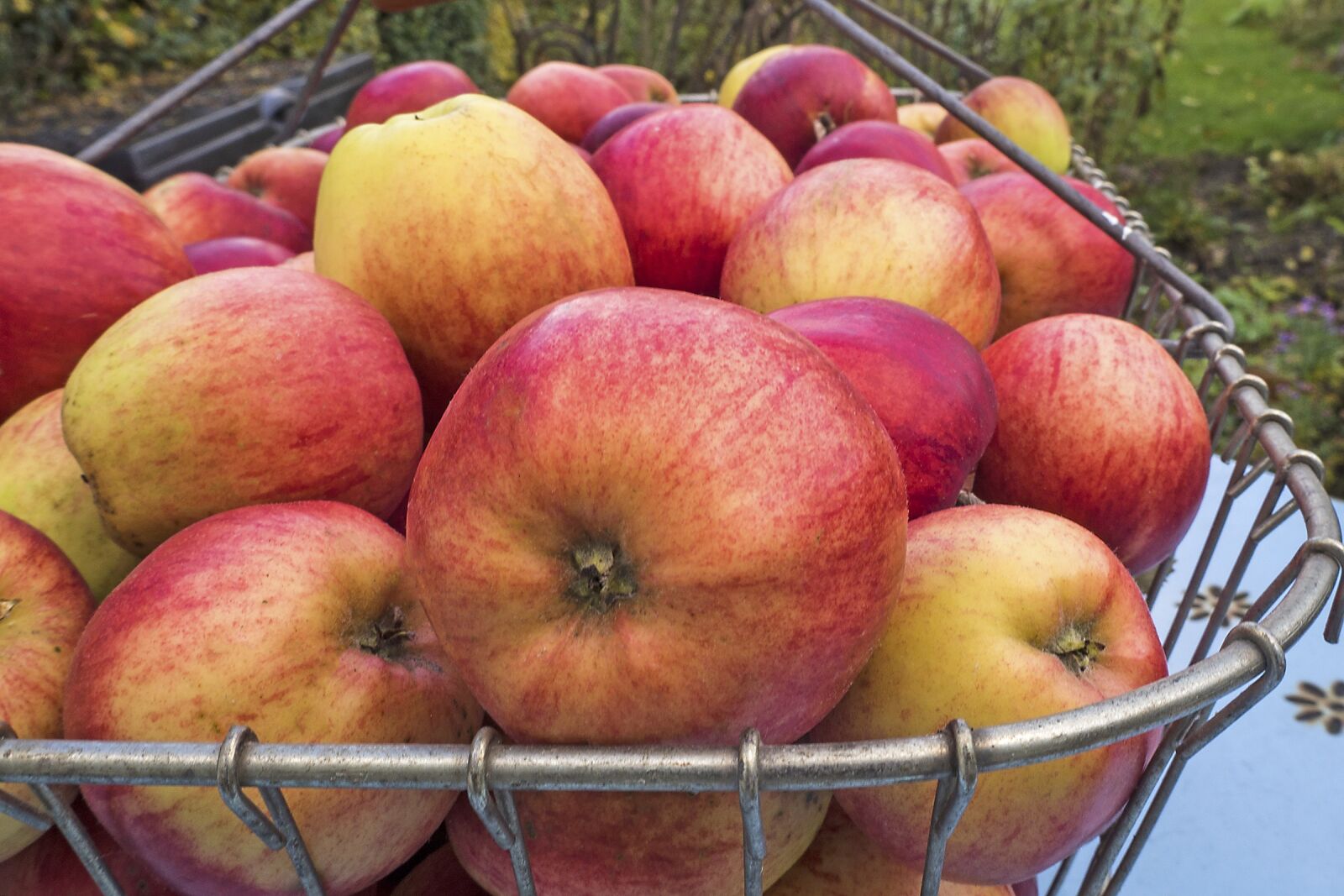 Olympus OM-D E-M10 sample photo. Apple, boskoop, pome fruit photography