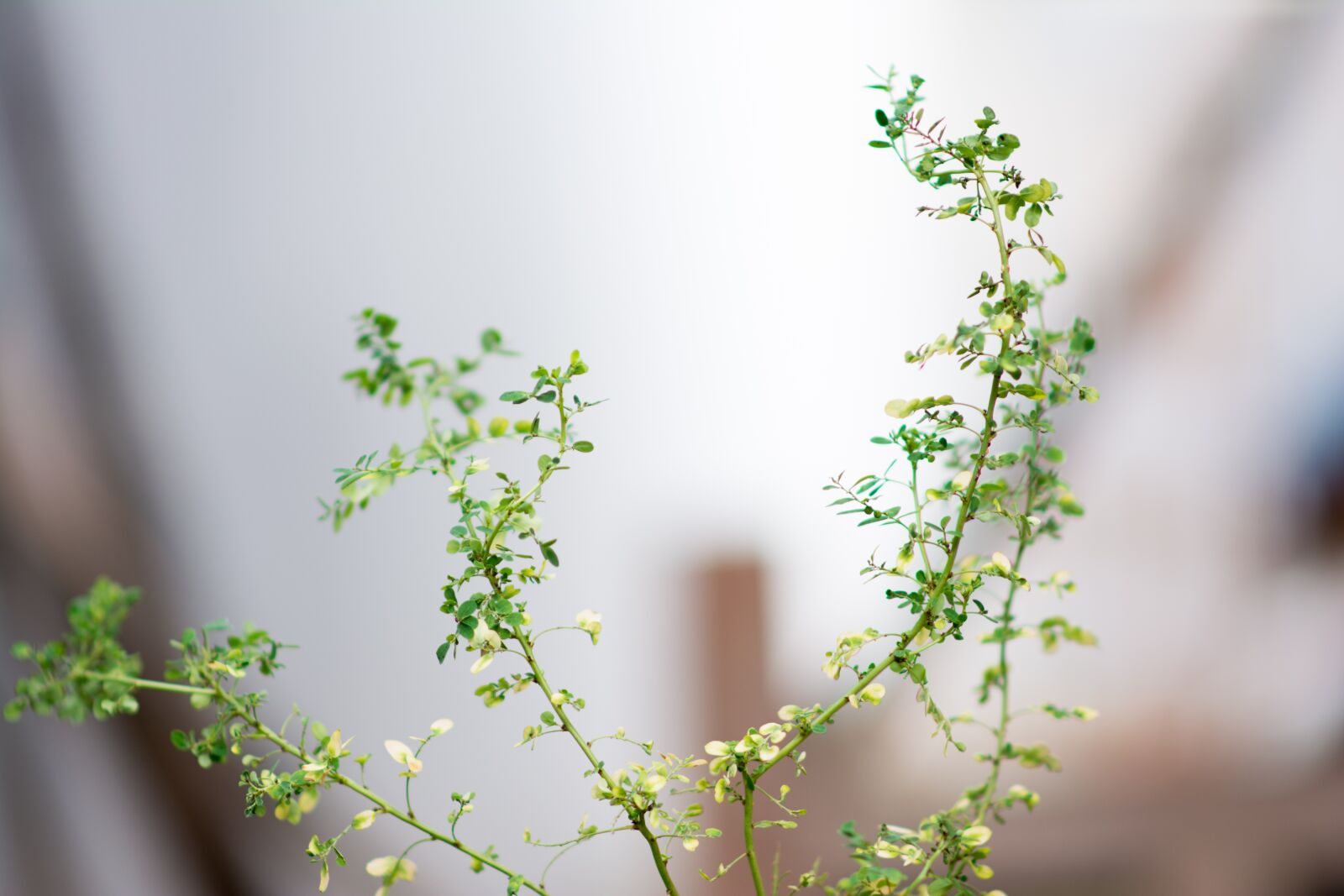 Nikon D5200 sample photo. Tree, green, nature photography