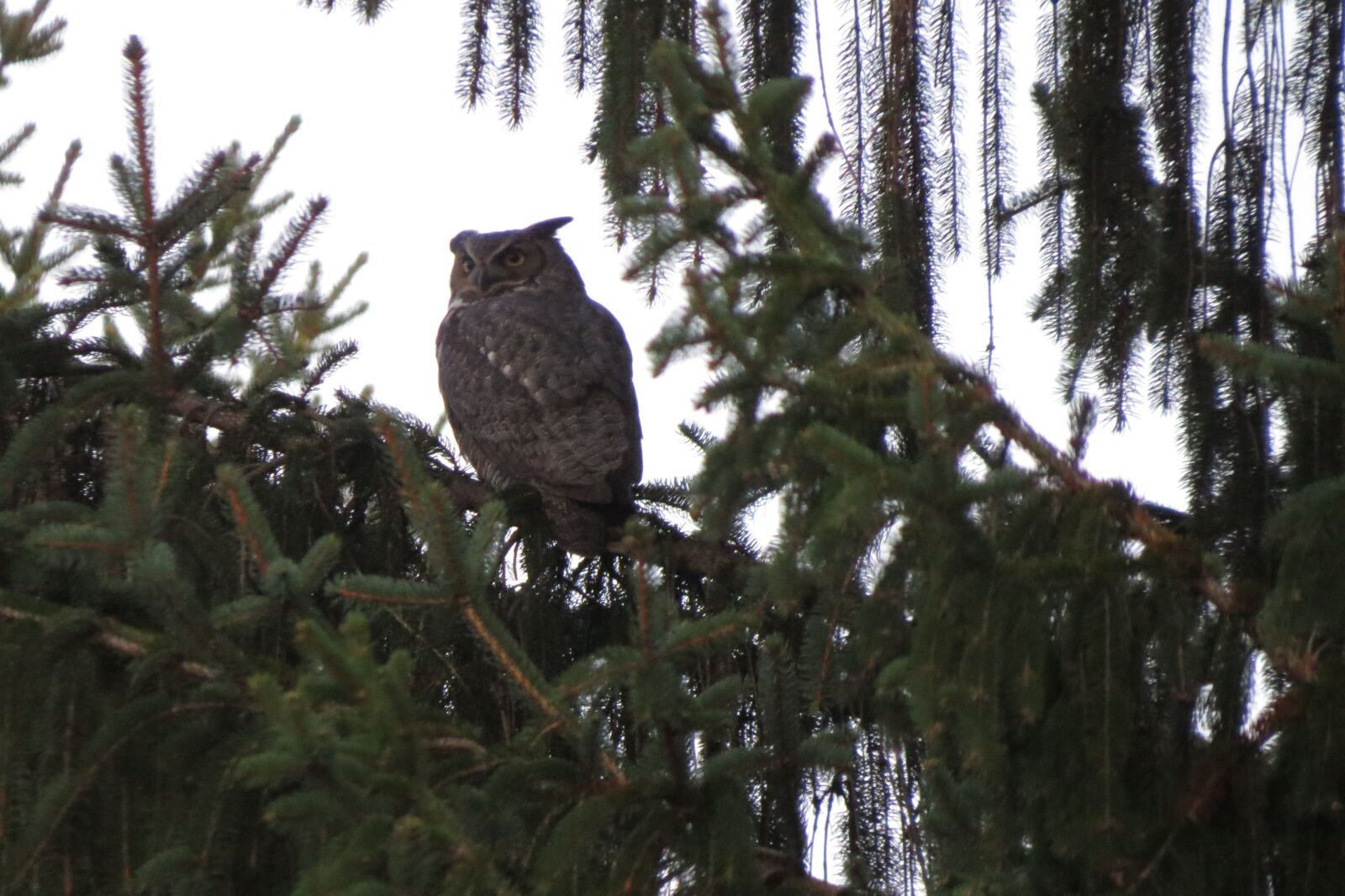 Canon PowerShot SX50 HS sample photo. Majestic great horned owl photography