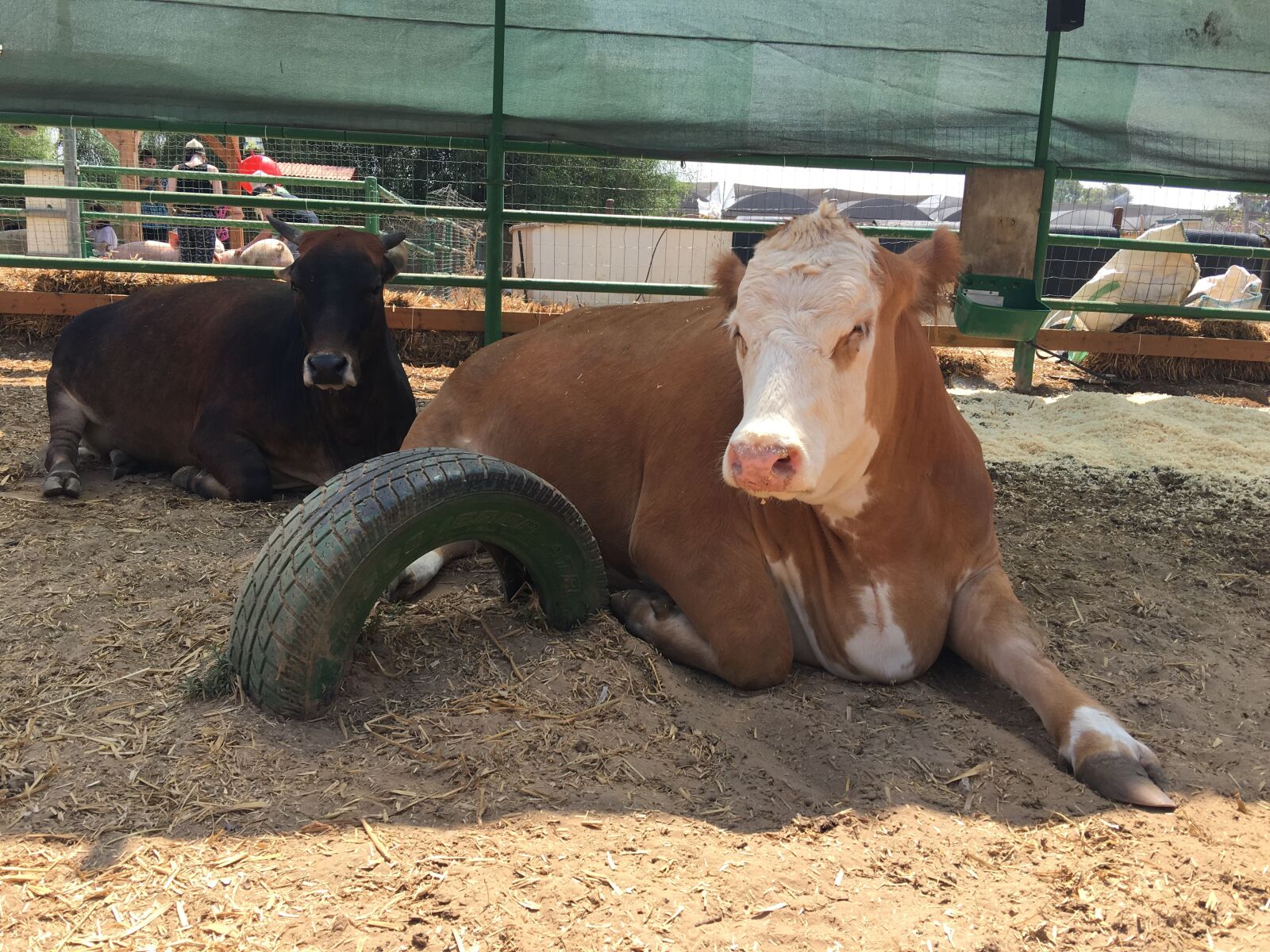 iPhone 6s Plus back camera 4.15mm f/2.2 sample photo. Cow, animals, nature photography