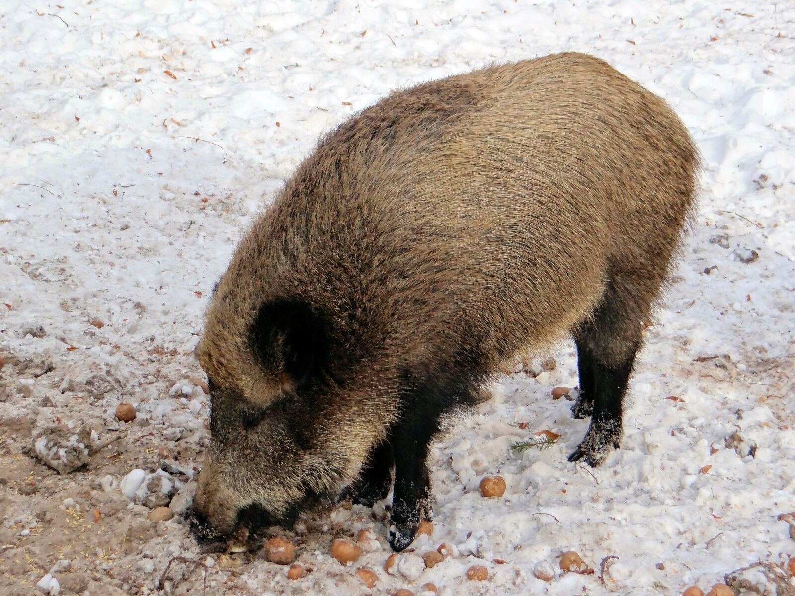 Sony DSC-HX200V sample photo. Wild boar, pig, wild photography