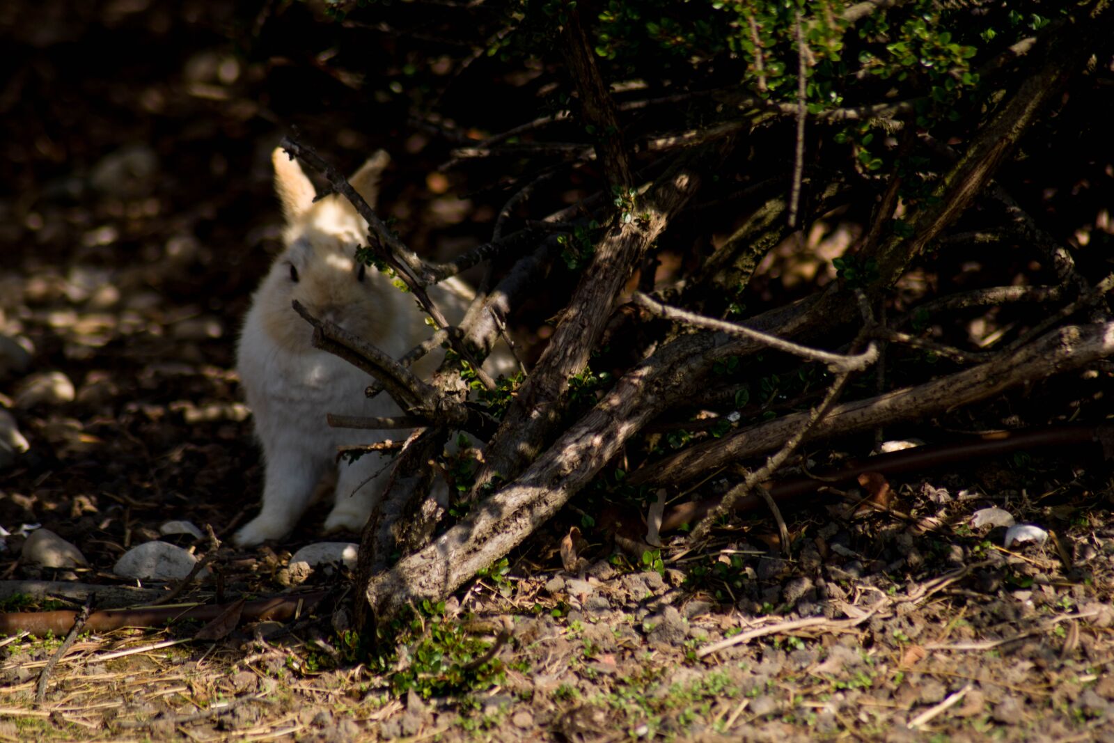 Nikon D5500 sample photo. Hidden, rabbit, curiosity photography