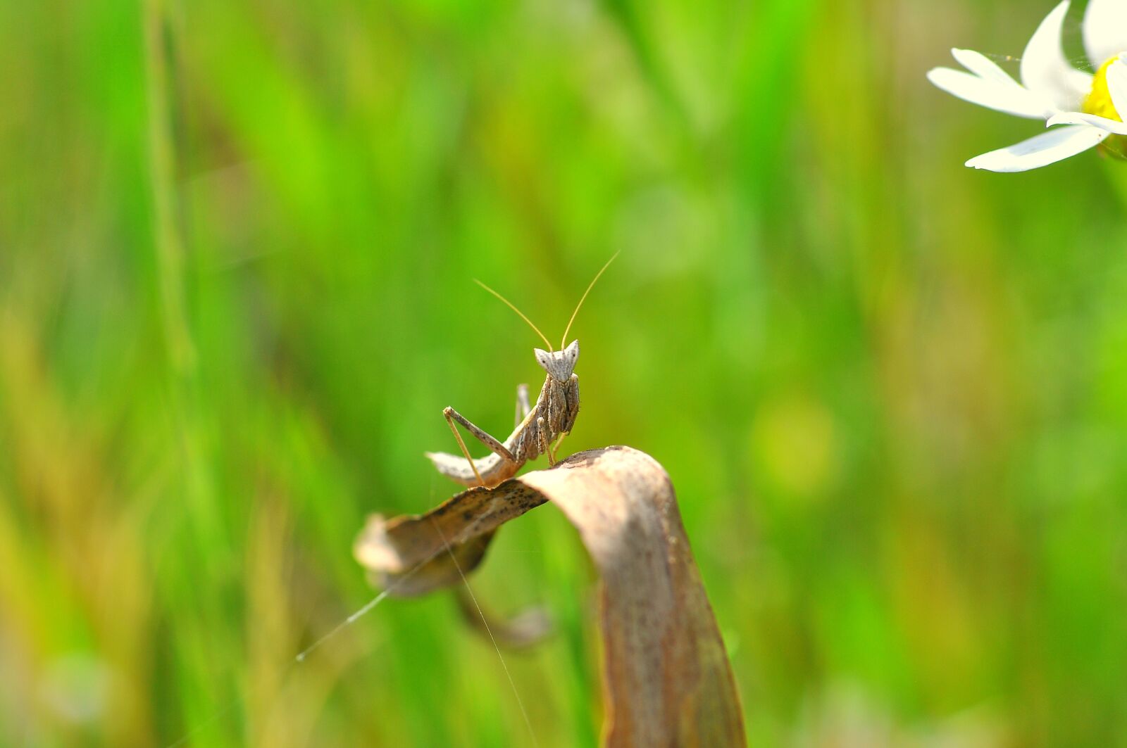 Nikon D90 sample photo. Mantis, grasshopper, insect photography