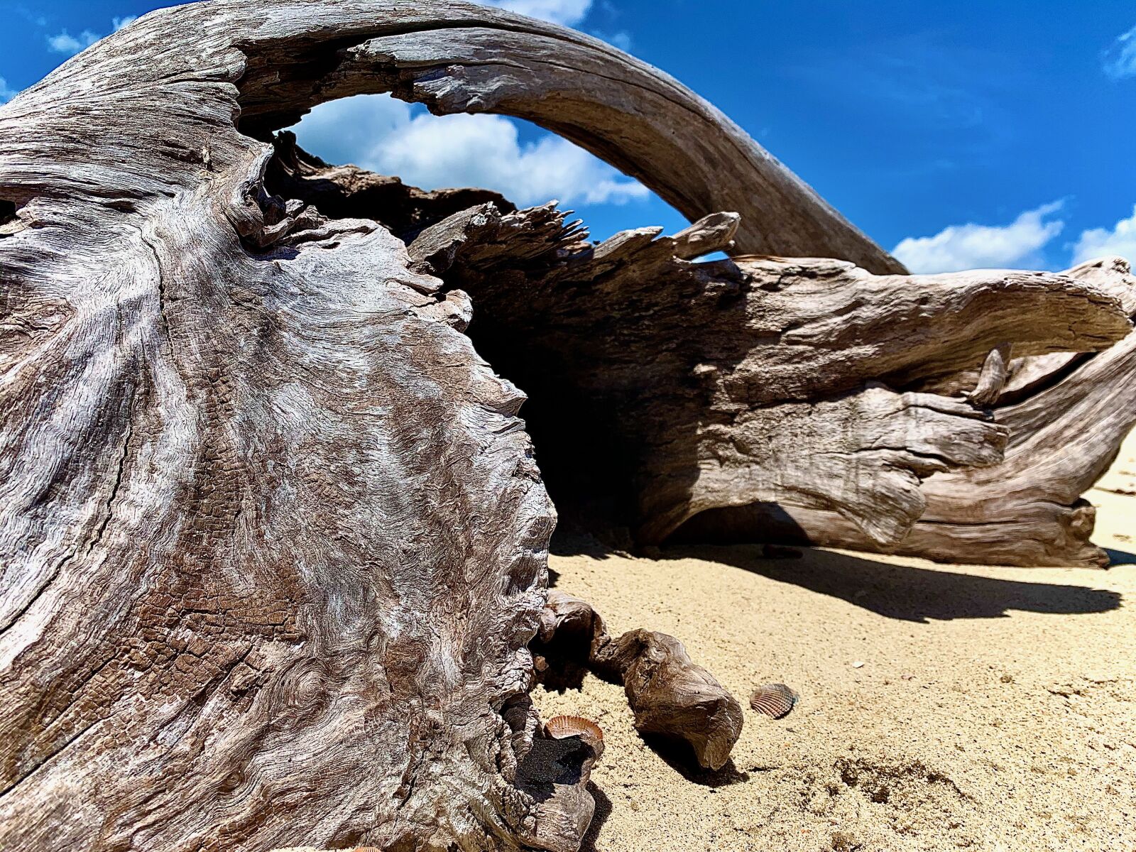 Apple iPhone XR sample photo. Driftwood, sand, organic photography