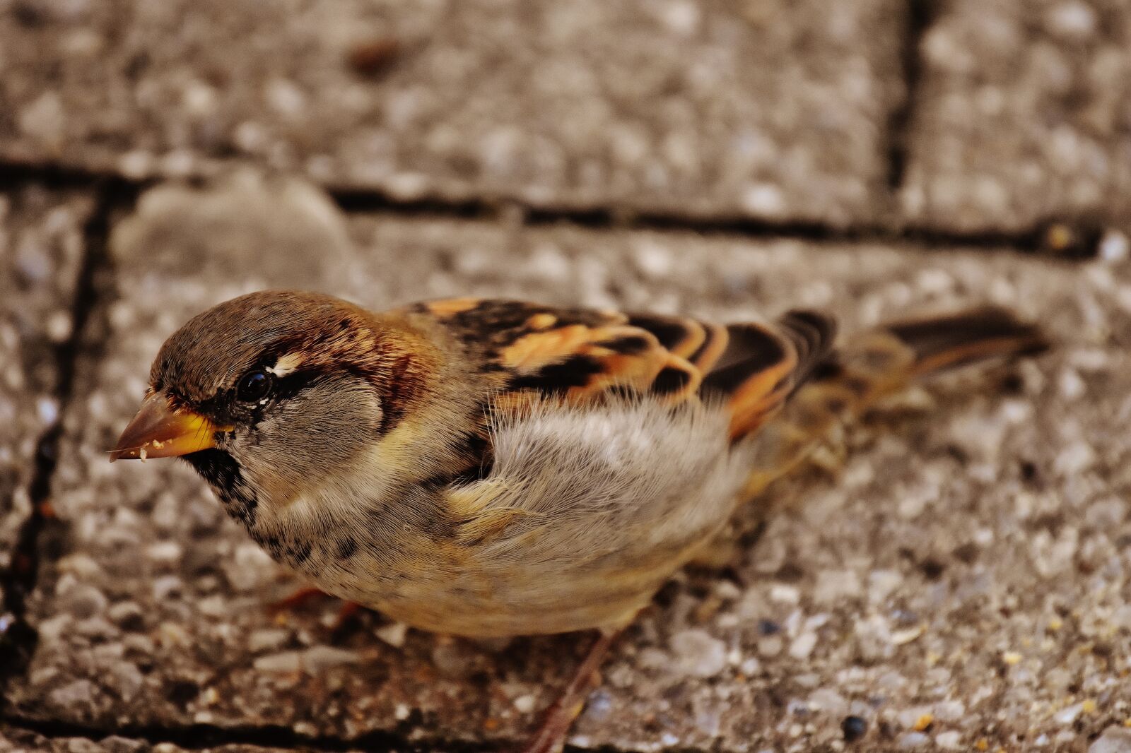 Nikon D7200 sample photo. Sparrow, bird, small photography