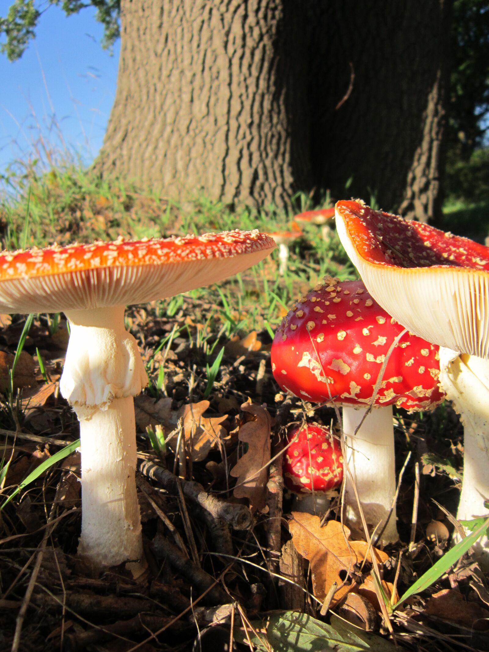 Canon PowerShot A3200 IS sample photo. Nature, mushrooms, fly agaric photography