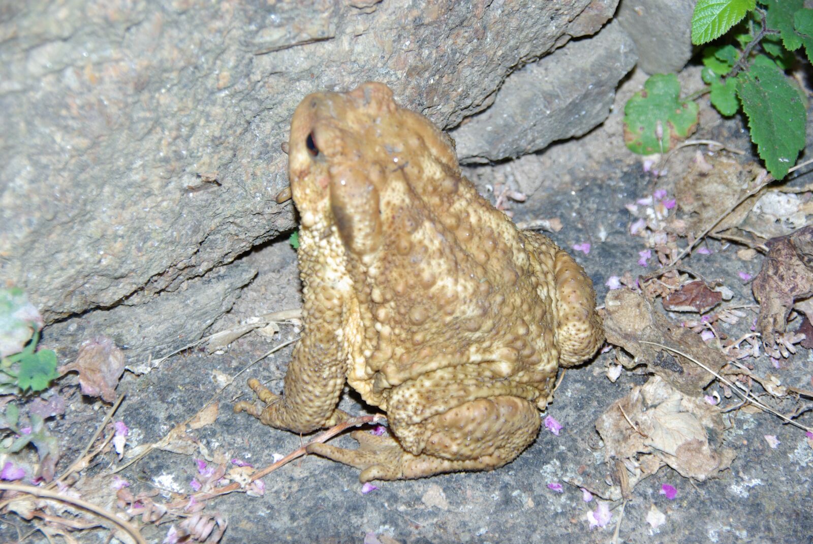 Pentax K10D sample photo. Frog, amphibian, portugal photography