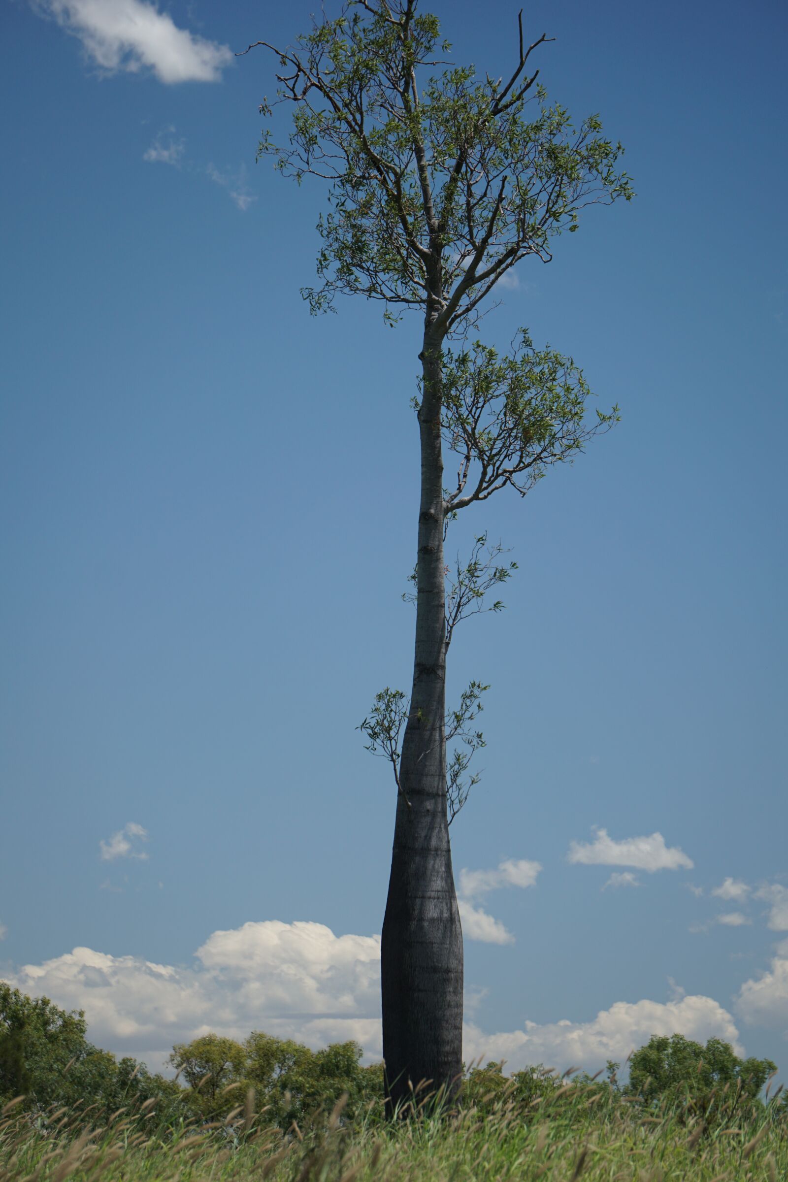 Sony E 55-210mm F4.5-6.3 OSS sample photo. Bottle tree, brachychiton rupestris photography