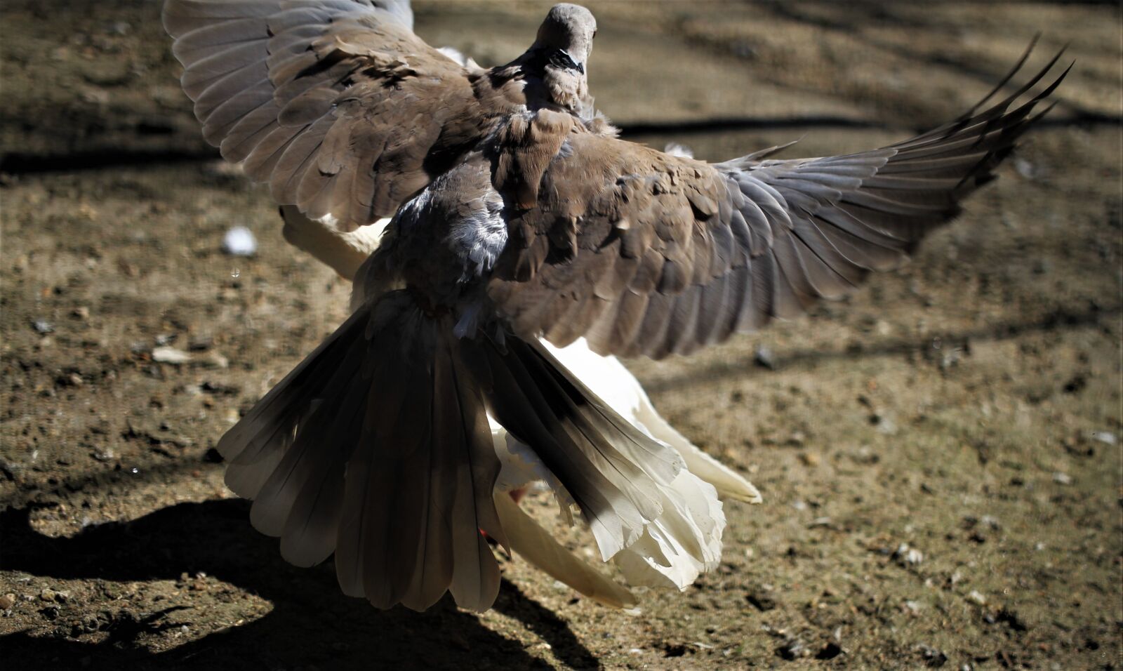 Canon EOS 7D sample photo. Pigeons, love dance, courtship photography