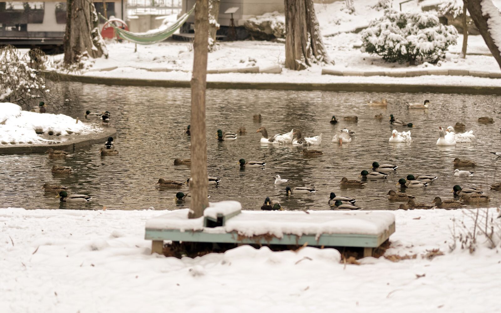 Nikon D5300 sample photo. Landscape, winter, park photography