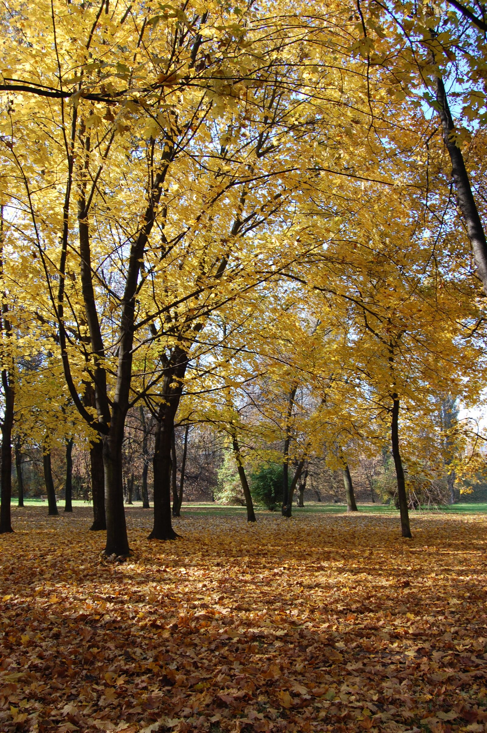 Nikon D40 sample photo. Autumn, october, park photography