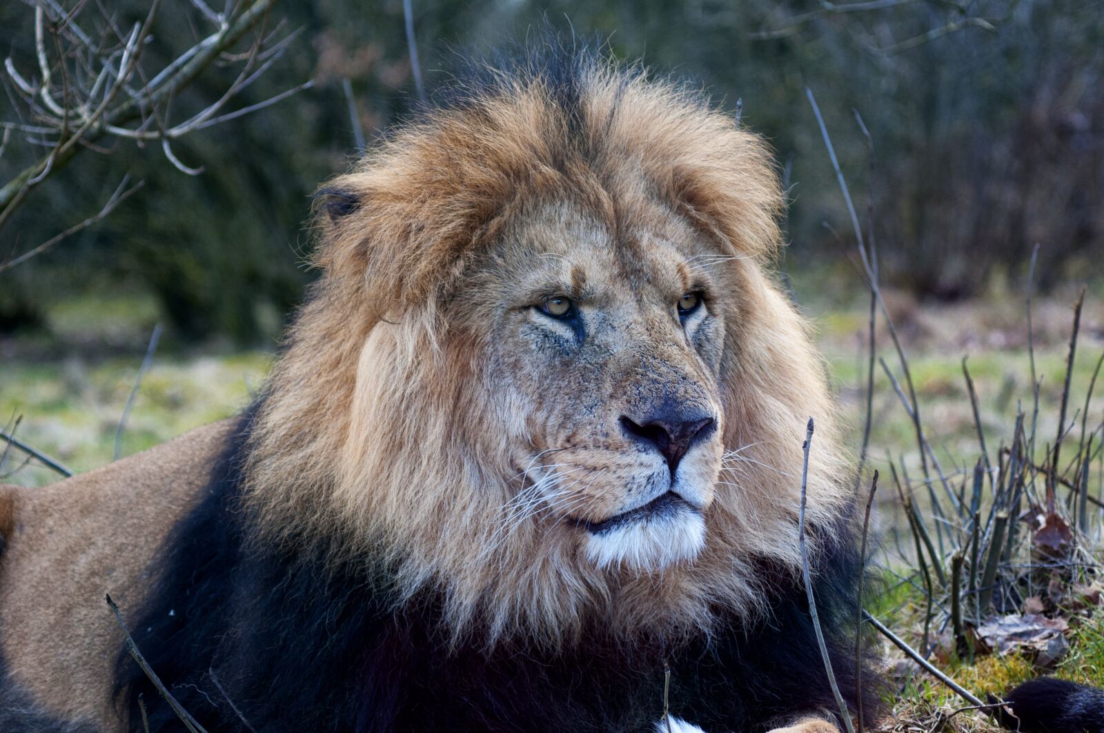 Nikon D300S sample photo. Lion, zoo, male lion photography