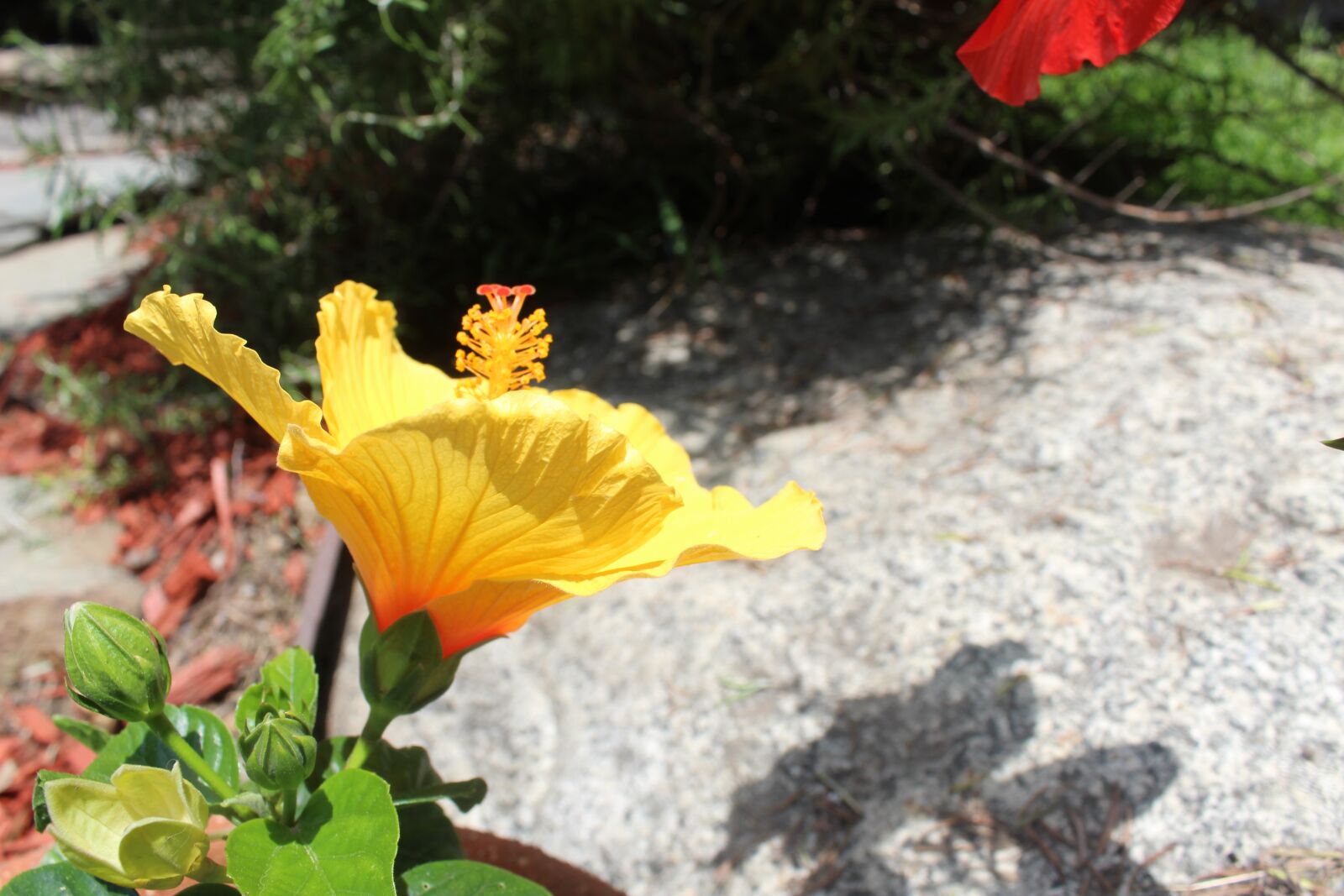 Canon EF-S 18-55mm F3.5-5.6 IS II sample photo. Flower, yellow, plant photography