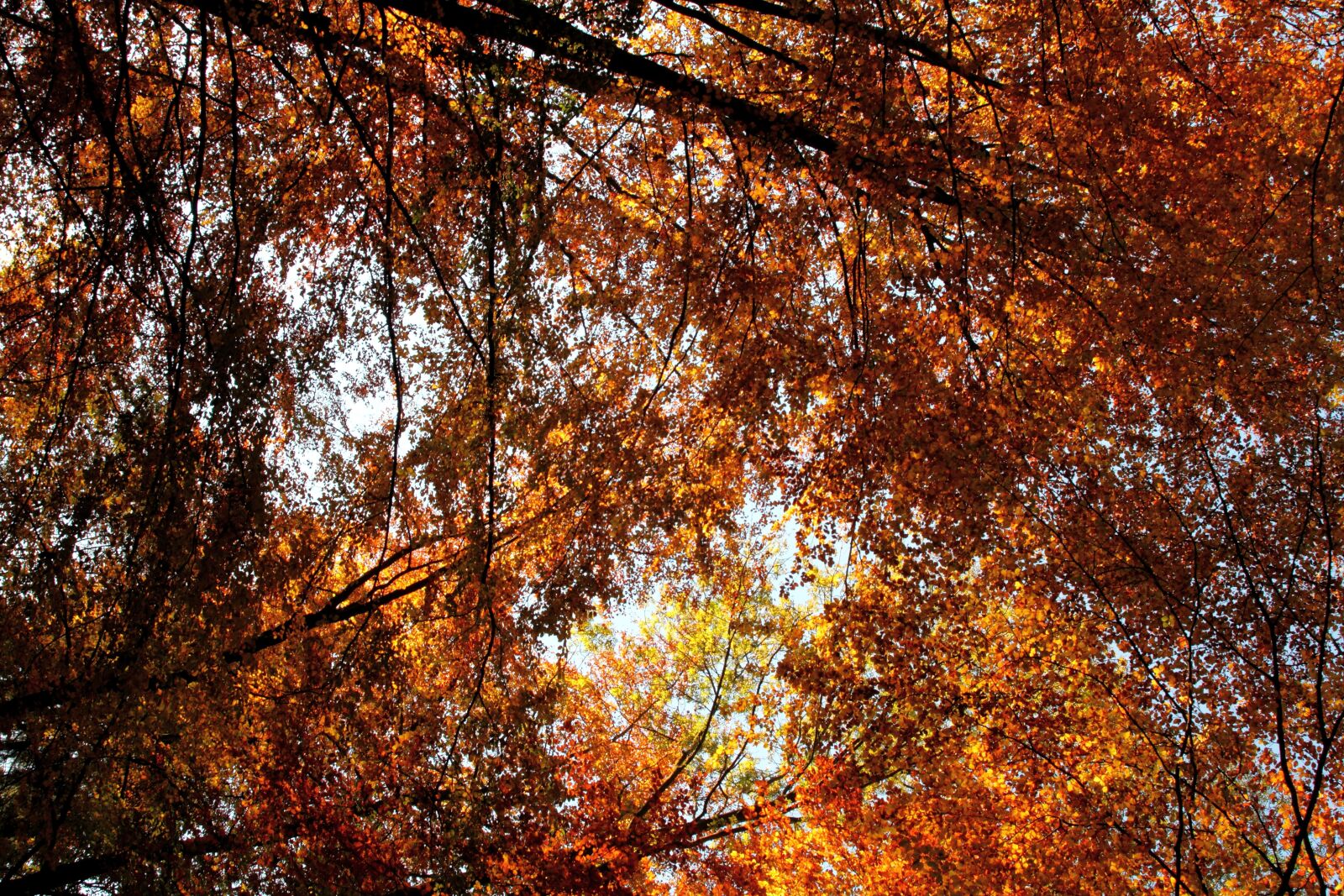 Canon EOS 7D sample photo. Autumn, leaves, roof photography