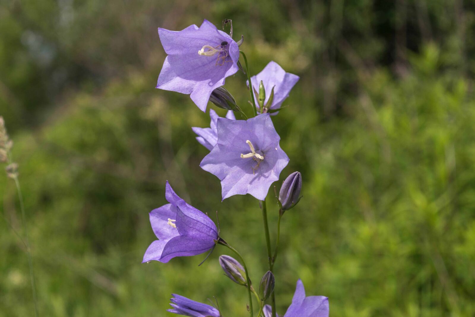 Nikon D3300 sample photo. Wildflower, flora, nature, summer photography