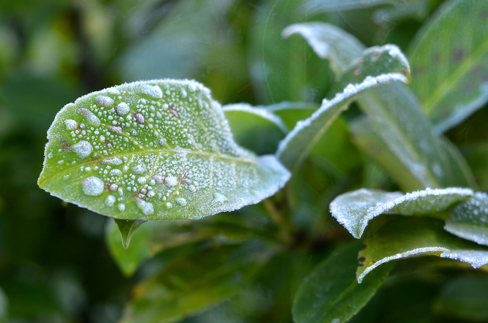 Nikon D7000 sample photo. Leaf, winter, ice photography