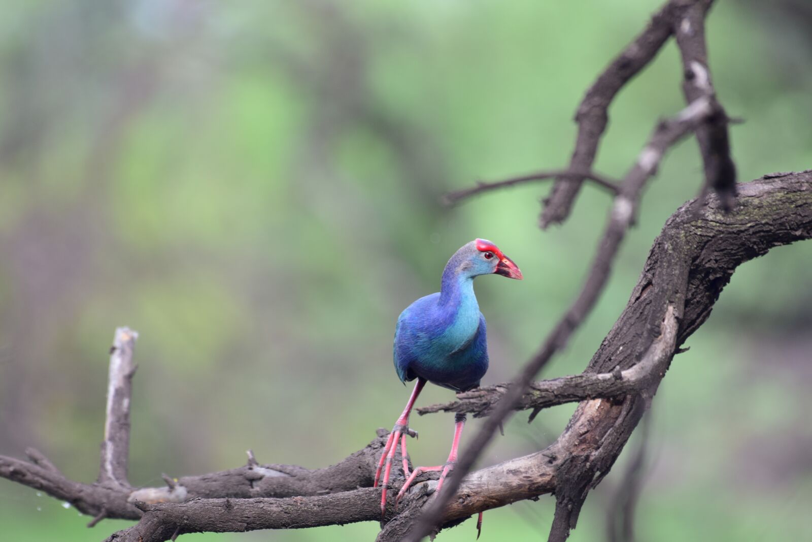 Nikon D3300 sample photo. Bird, bharatpur, india photography