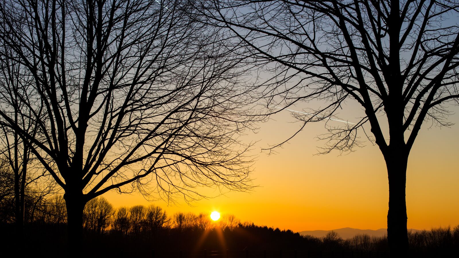 Canon EOS 6D + Canon EF 50mm F1.4 USM sample photo. Tree, nature, landscape photography