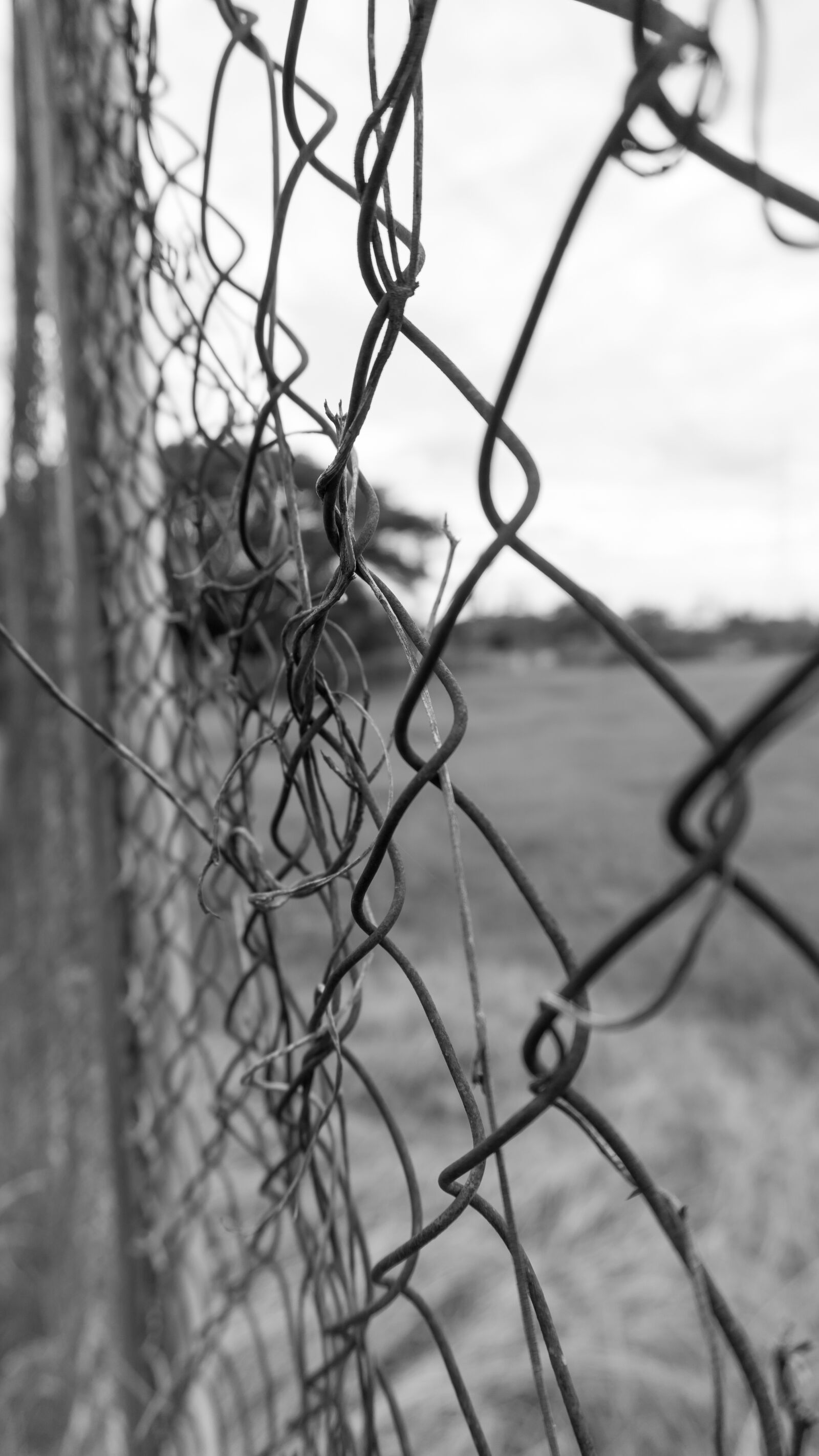 Sony E 16-50mm F3.5-5.6 PZ OSS sample photo. Black and white, fence photography