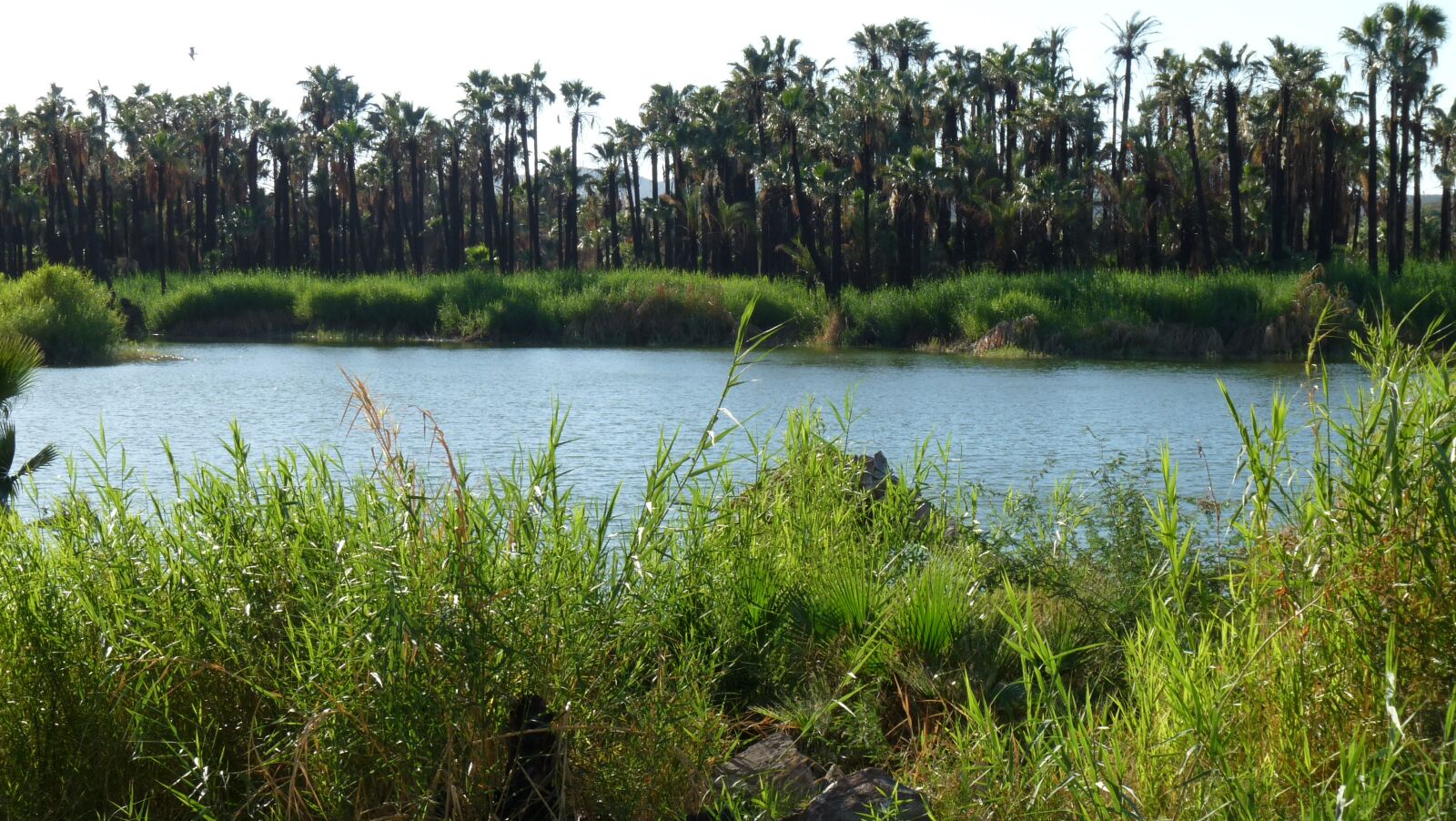 Panasonic Lumix DMC-FZ28 sample photo. Oasis, baja california sur photography