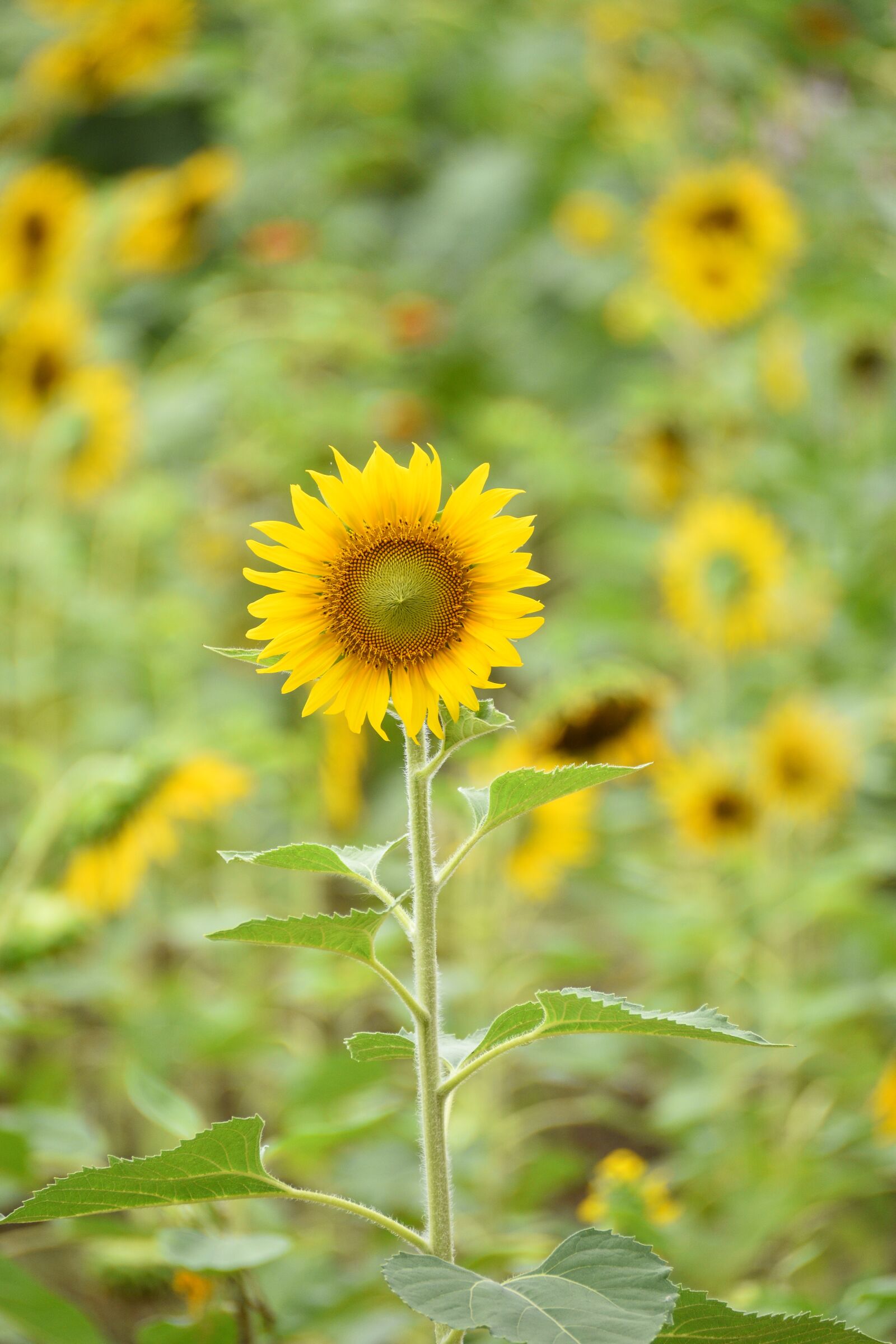 Nikon D7200 sample photo. Sunflower, yellow flower, plant photography