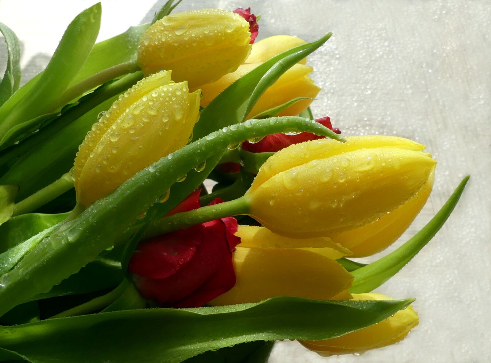 Panasonic Lumix DMC-FZ300 sample photo. Tulip bouquet, drop of photography