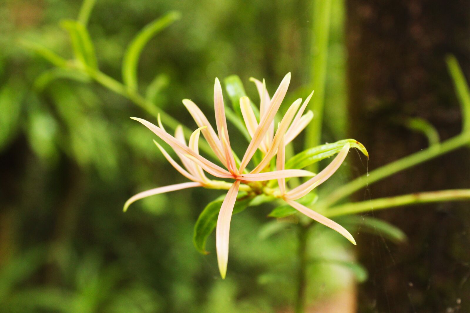 Canon EOS 1200D (EOS Rebel T5 / EOS Kiss X70 / EOS Hi) sample photo. Fauna, floral, nature photography