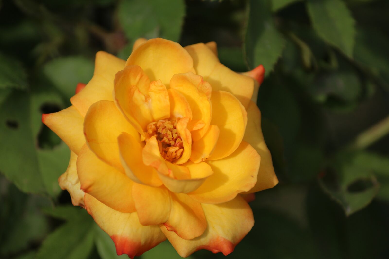 Canon EOS 1200D (EOS Rebel T5 / EOS Kiss X70 / EOS Hi) sample photo. Yellow rose, rose, flower photography