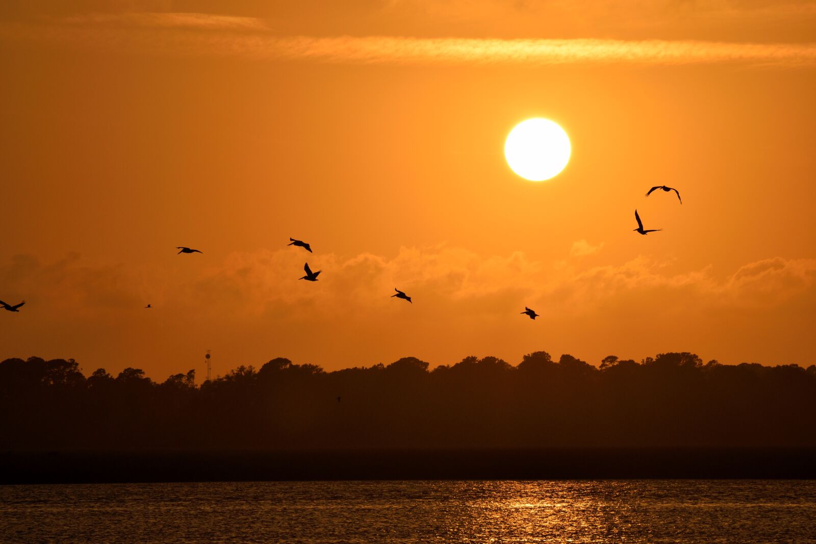 Nikon D3300 sample photo. Sunset, florida, birds photography