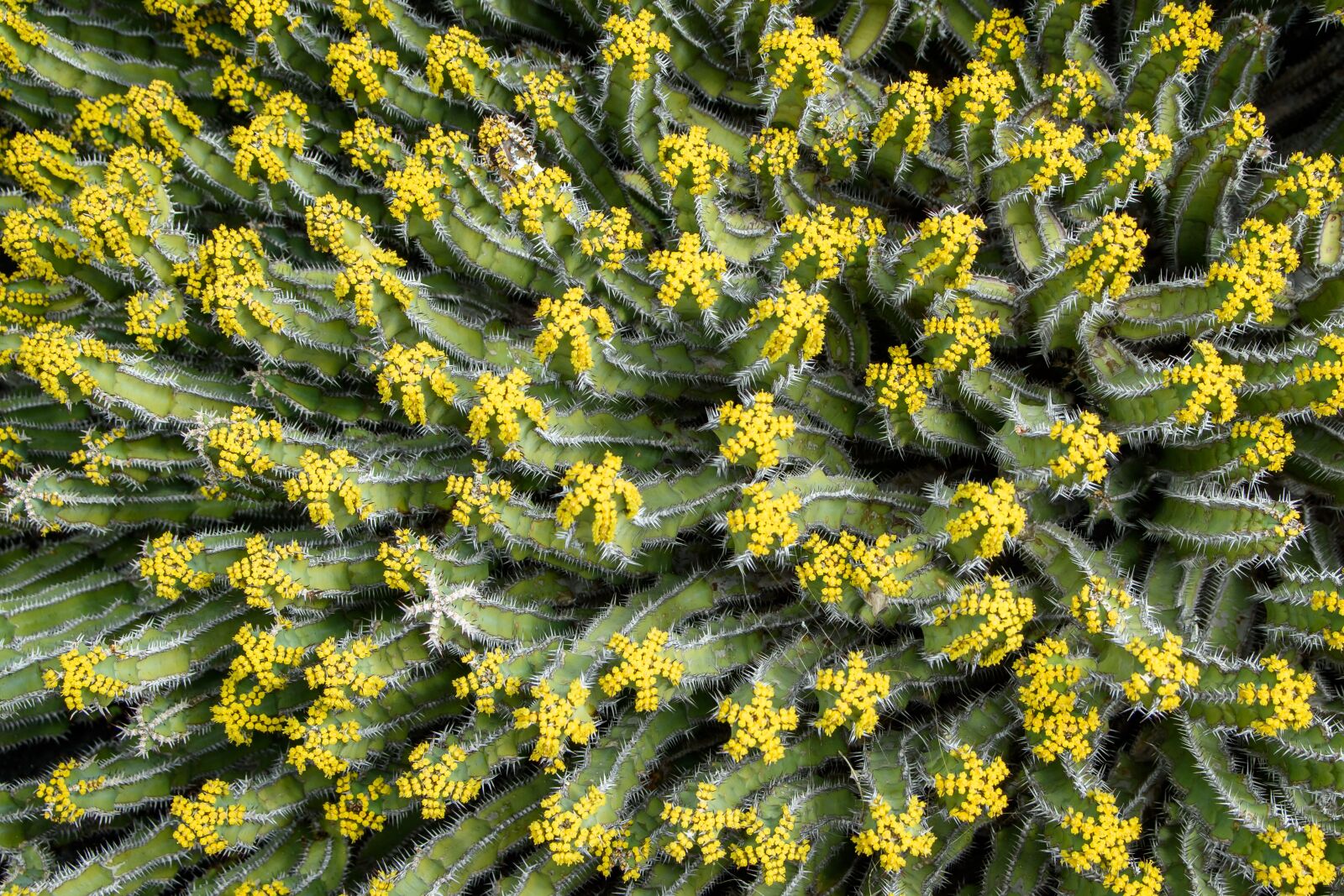 Nikon D5500 sample photo. Cactus, thorn, nature photography