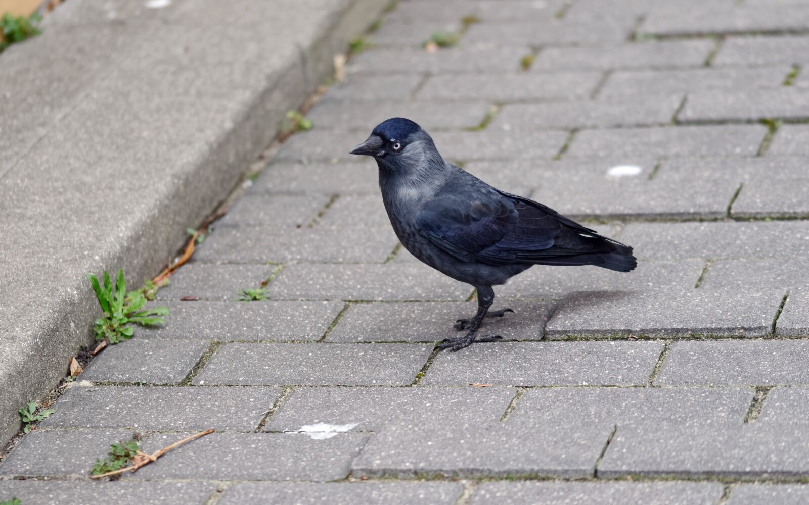 Nikon D5100 sample photo. Crow, bird, black photography