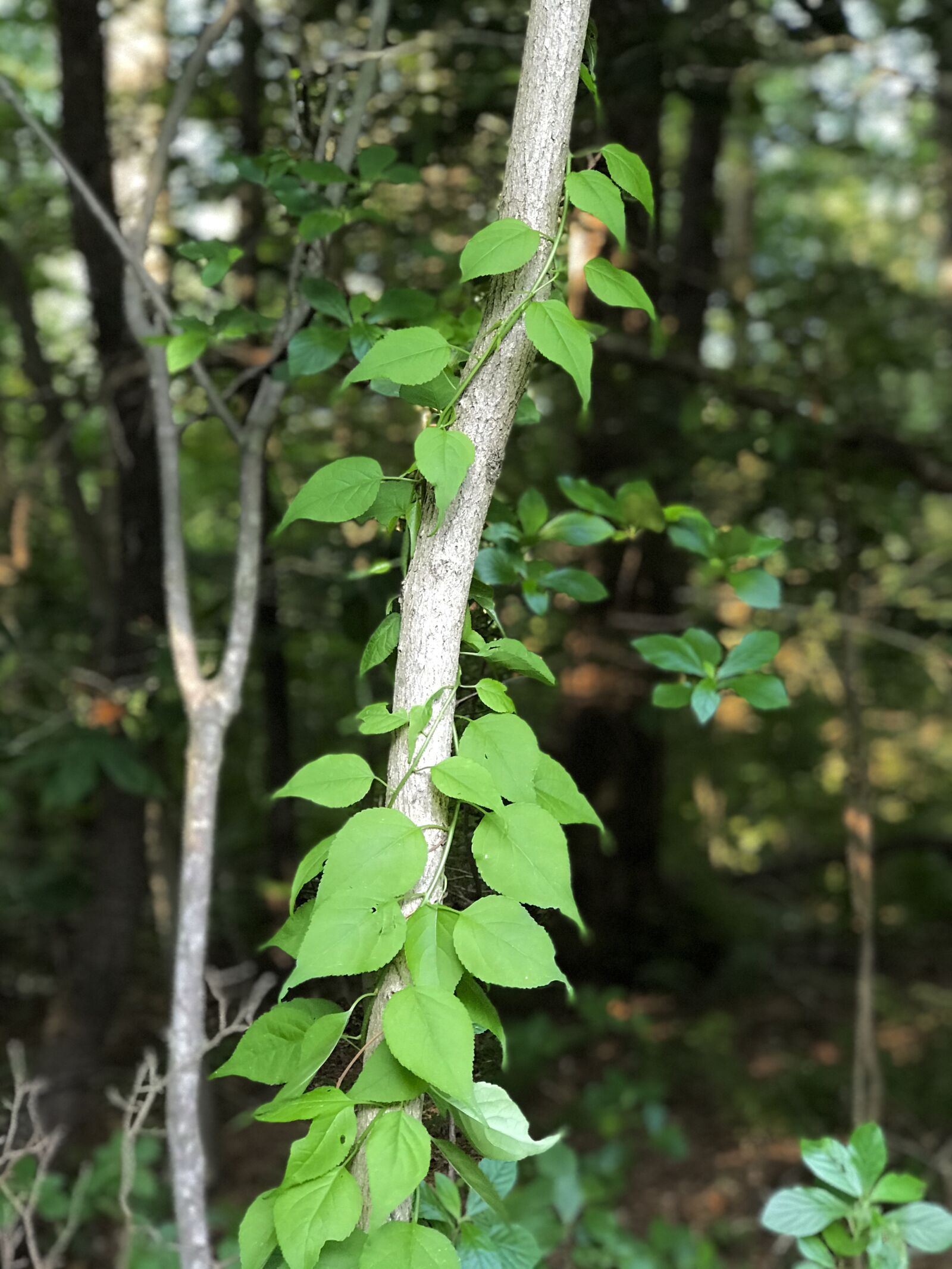 Apple iPhone 7 Plus sample photo. Vine, tree, nature woods photography