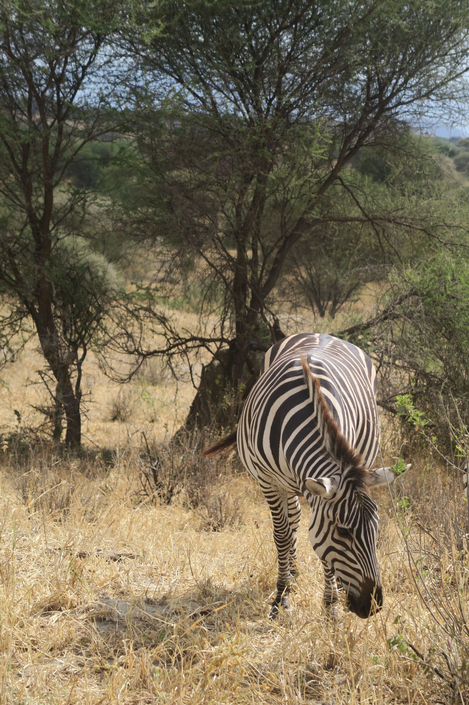 Canon PowerShot G5 X sample photo. Nature, safari, savanna photography