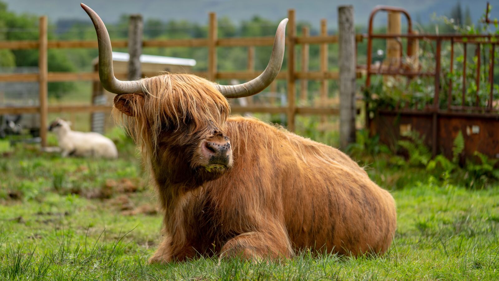 Sony a7R III + Sony FE 90mm F2.8 Macro G OSS sample photo. Highland cattle, highland beef photography