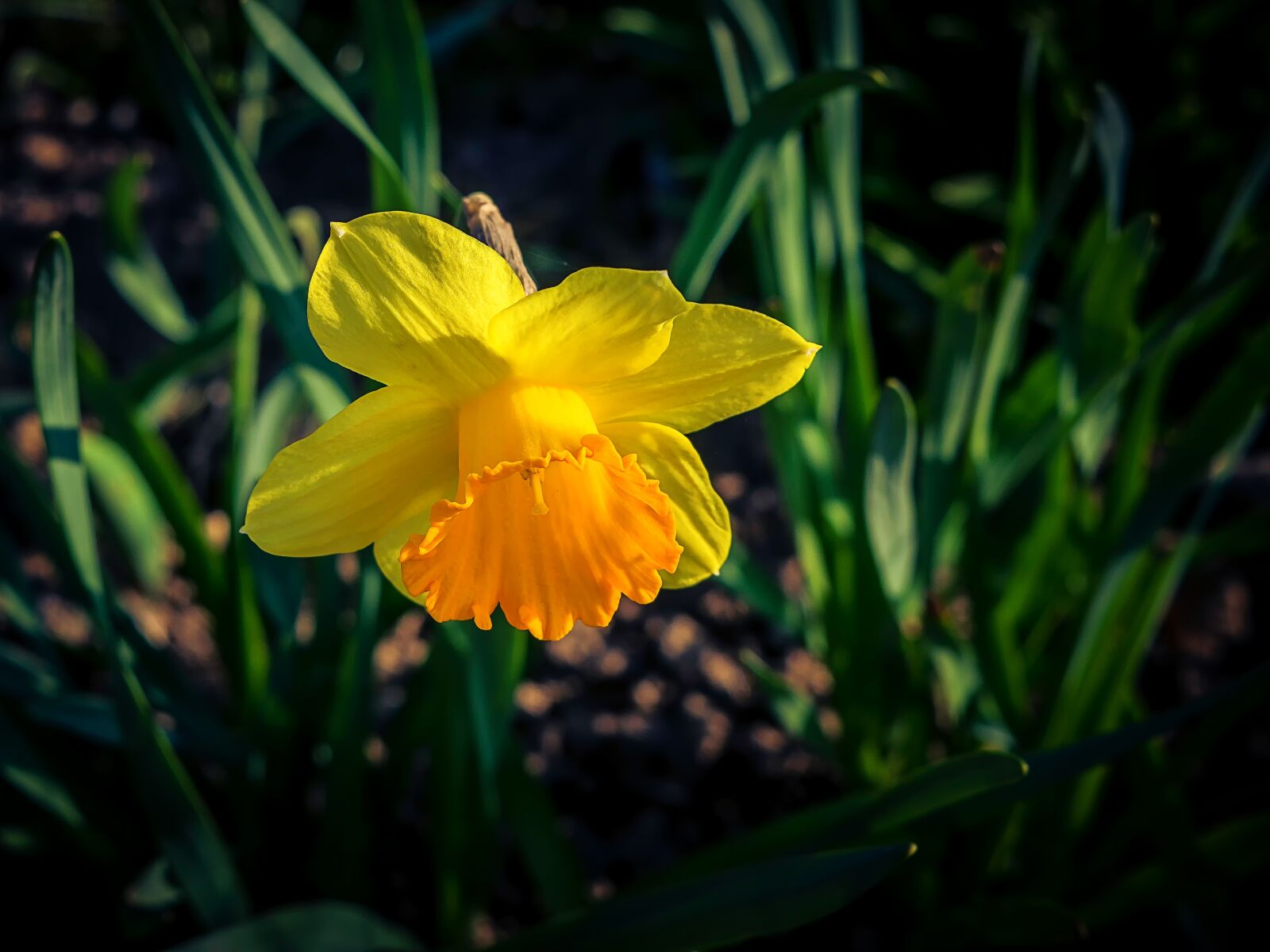 Nikon D3300 sample photo. Flower, plant, nature photography