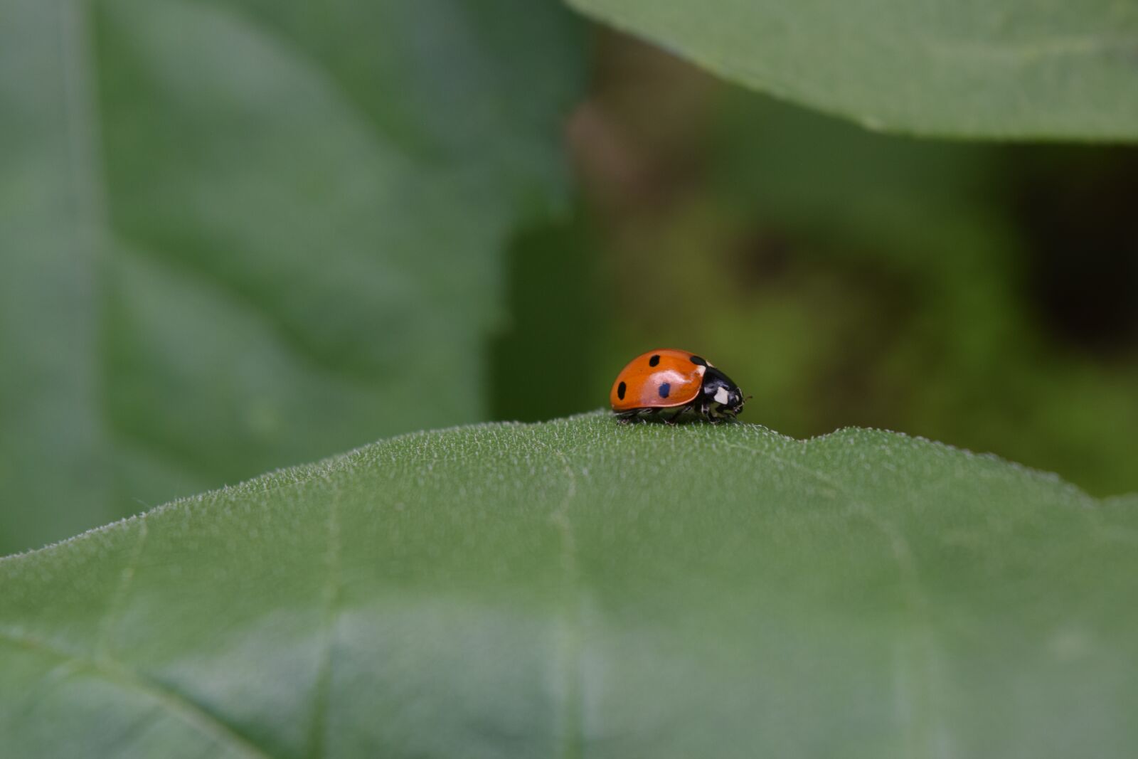 Nikon D3300 sample photo. Ladybug, beetle, siebenpunkt photography